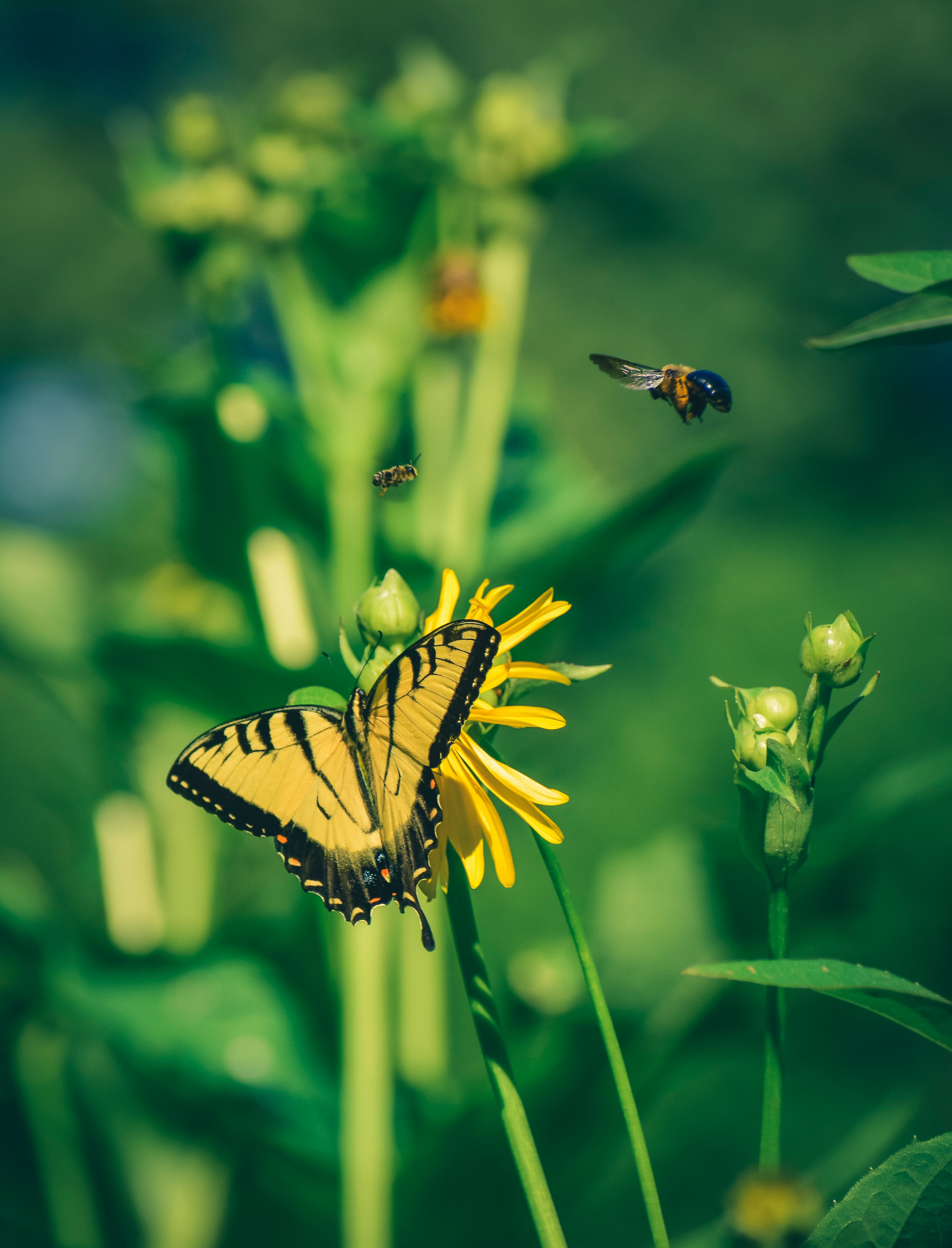 Yellow Butterfly Wallpapers