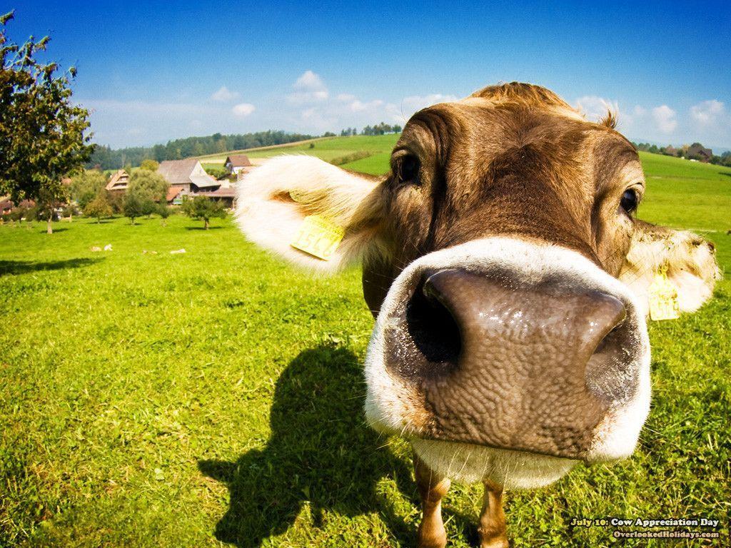 Yellow Cow Wallpapers