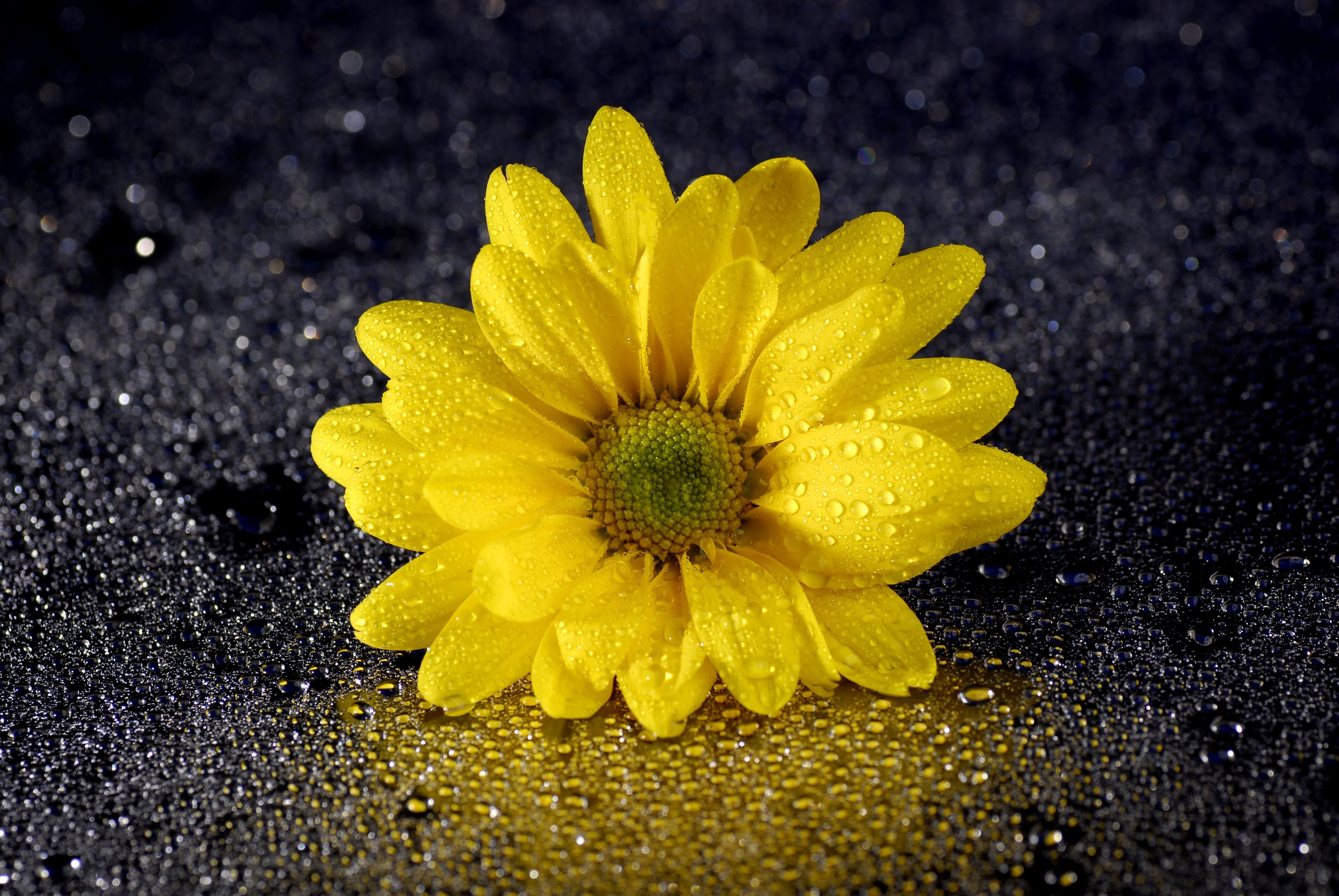 Yellow Daisies Wallpapers