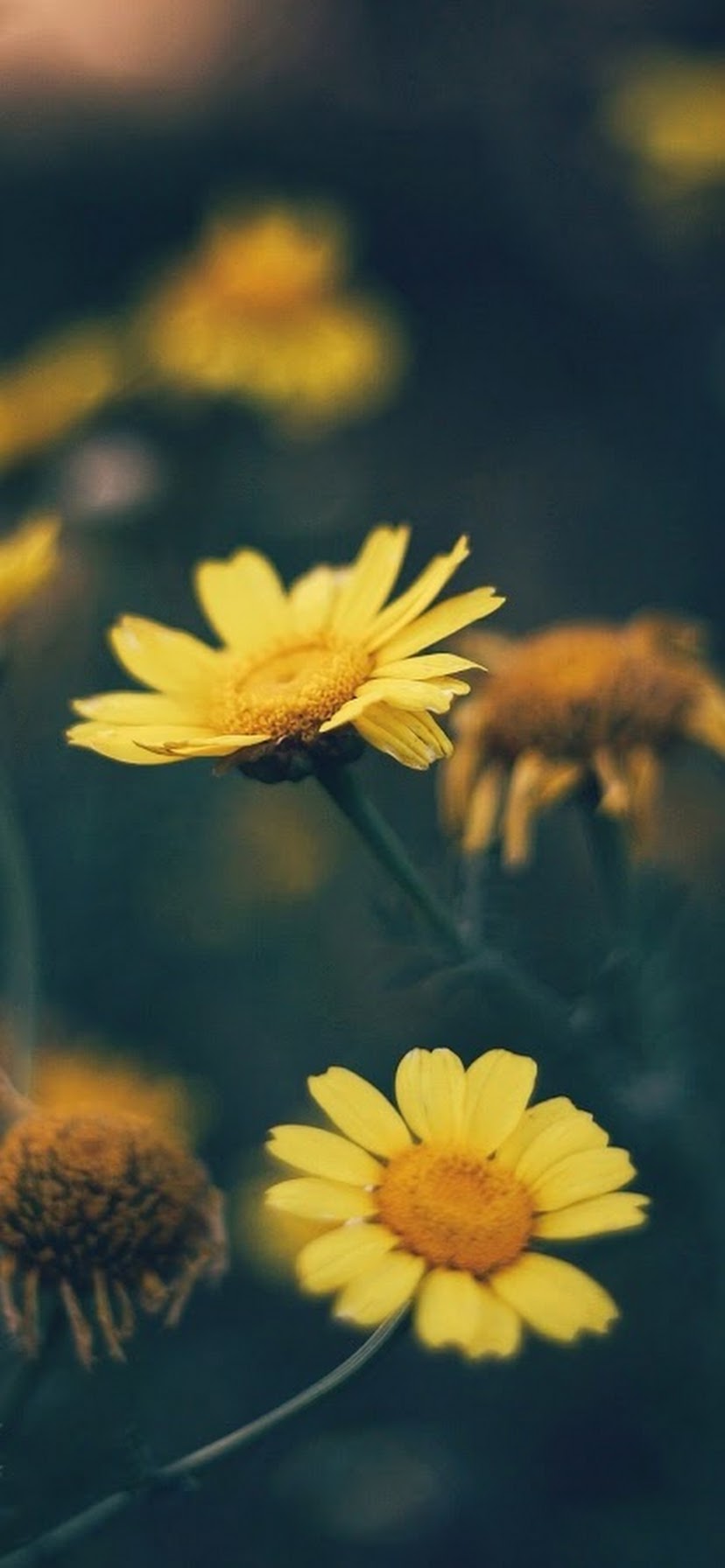 Yellow Daisy Wallpapers