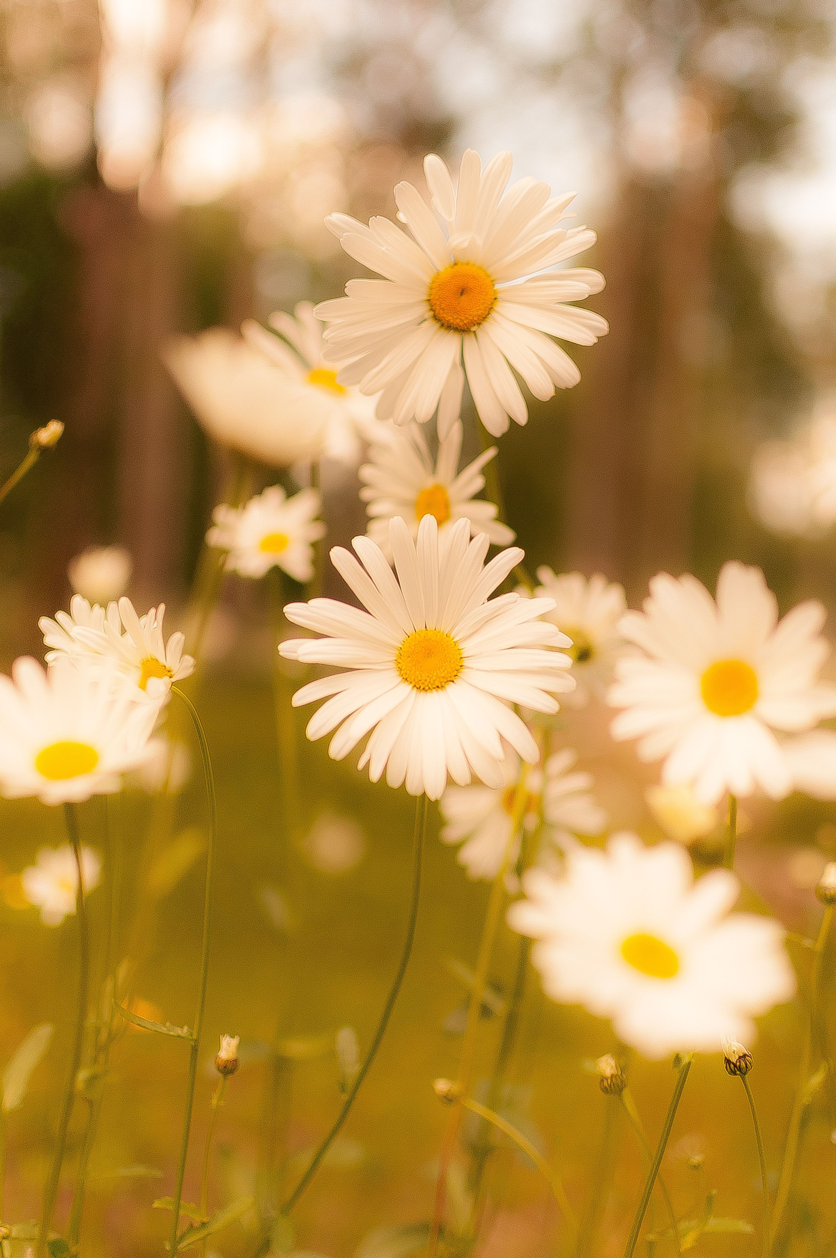 Yellow Daisy Wallpapers