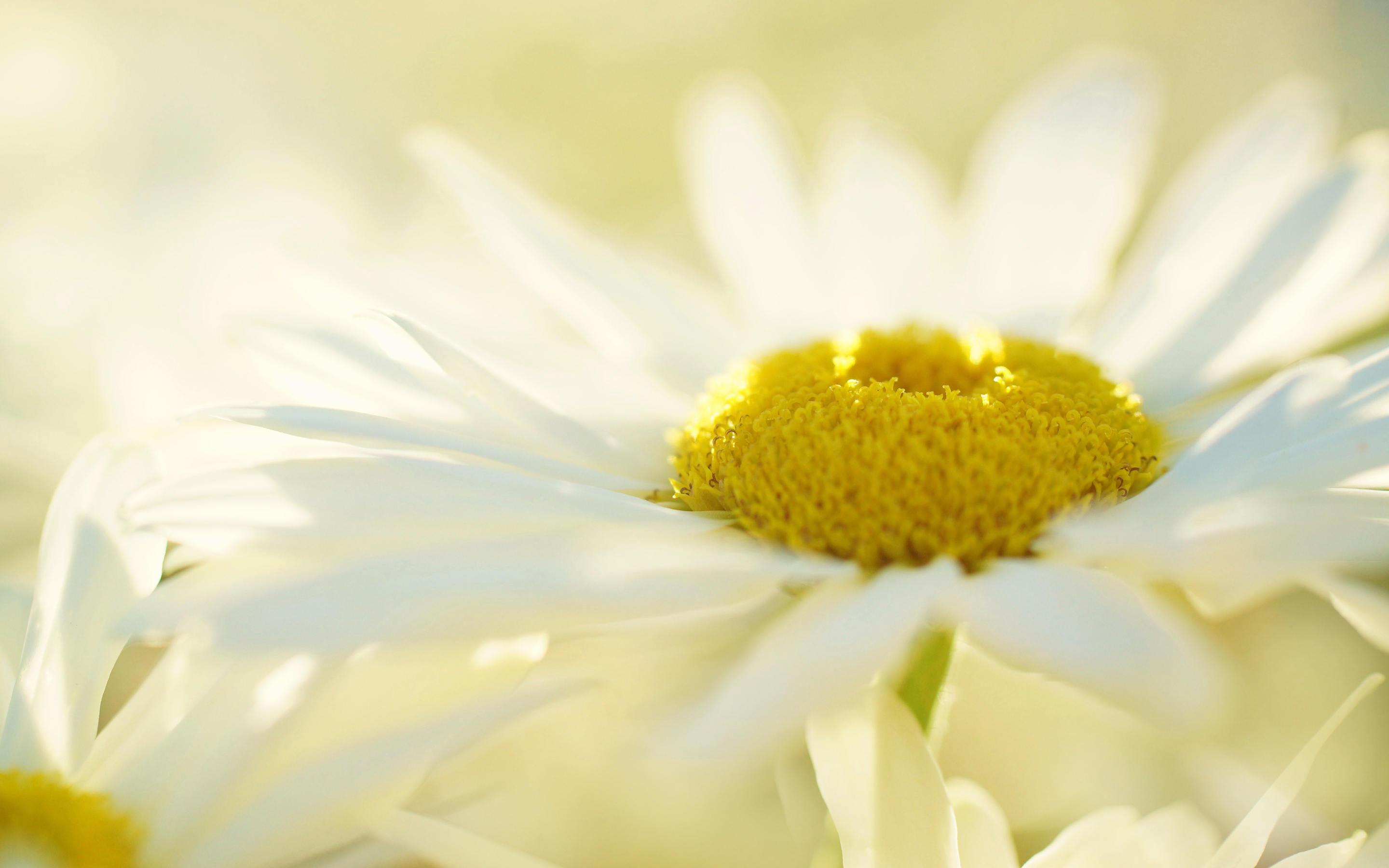 Yellow Daisy Wallpapers