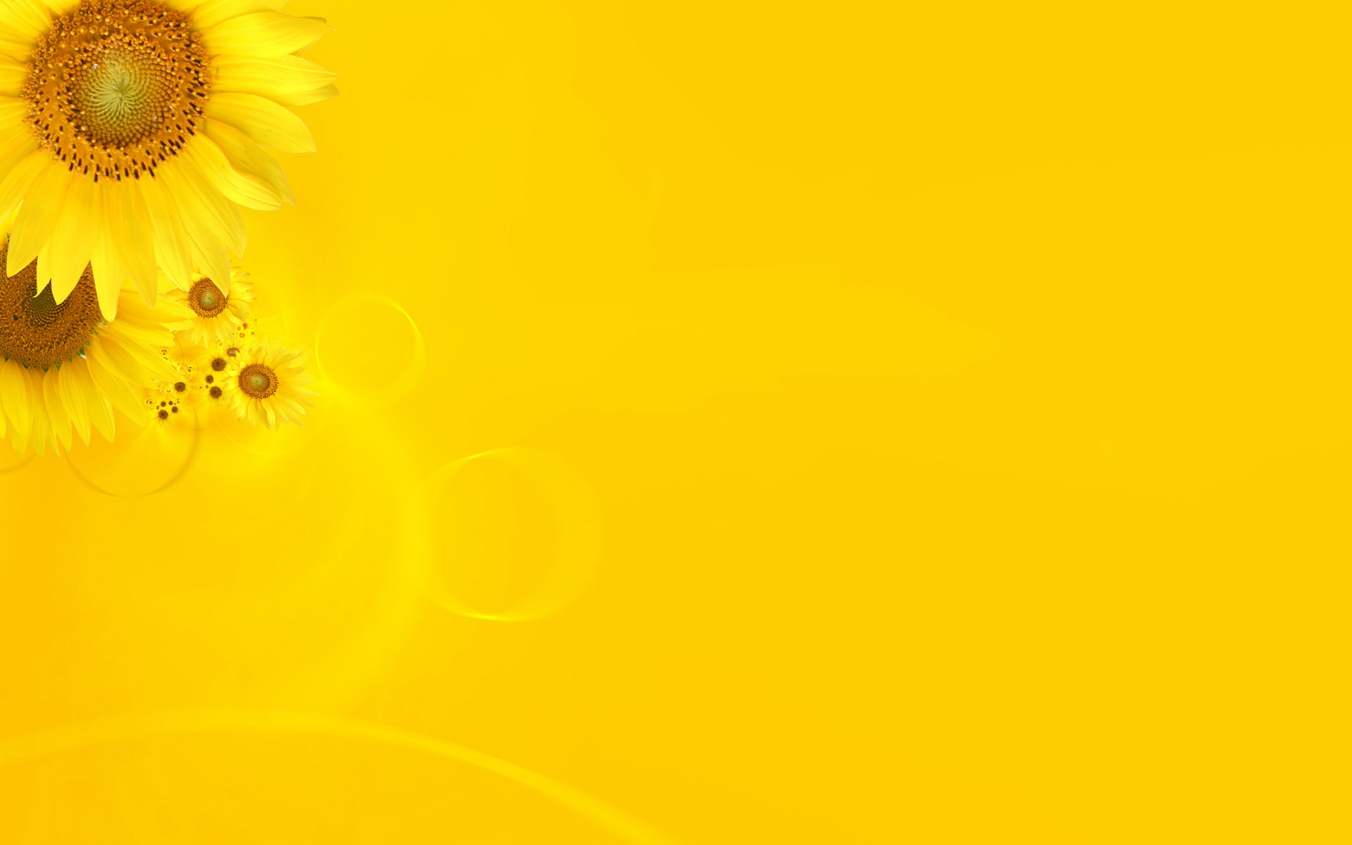 Yellow Daisy Wallpapers