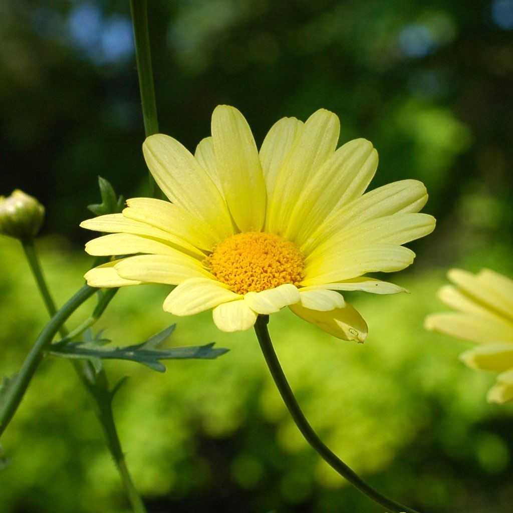 Yellow Daisy Wallpapers