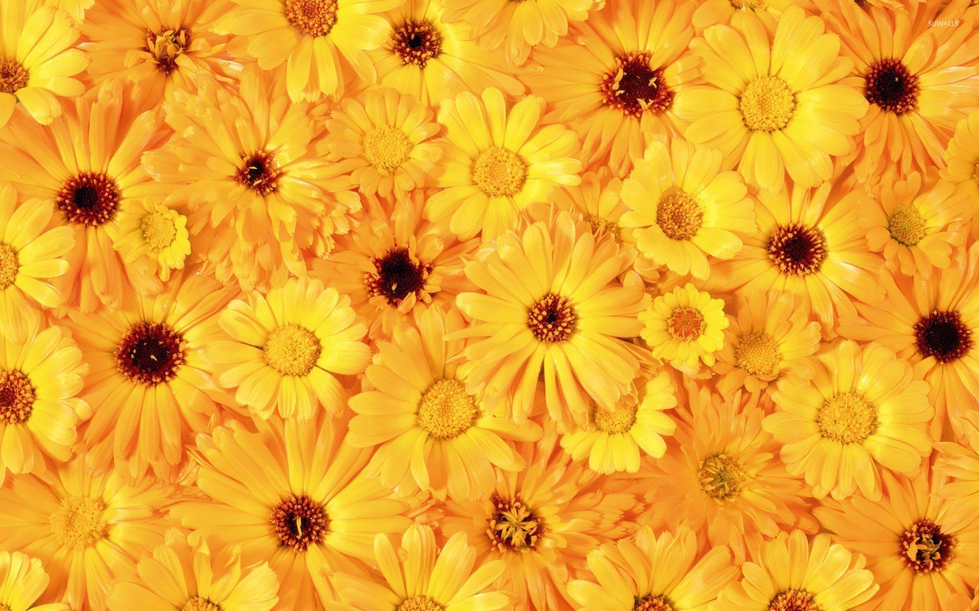 Yellow Daisy Wallpapers