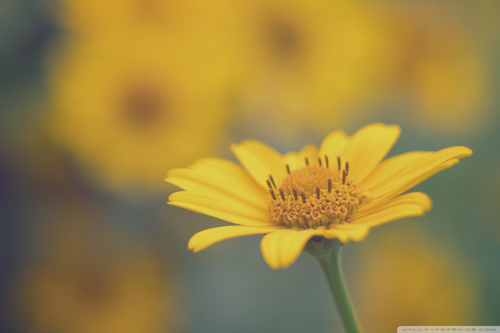 Yellow Daisy Wallpapers