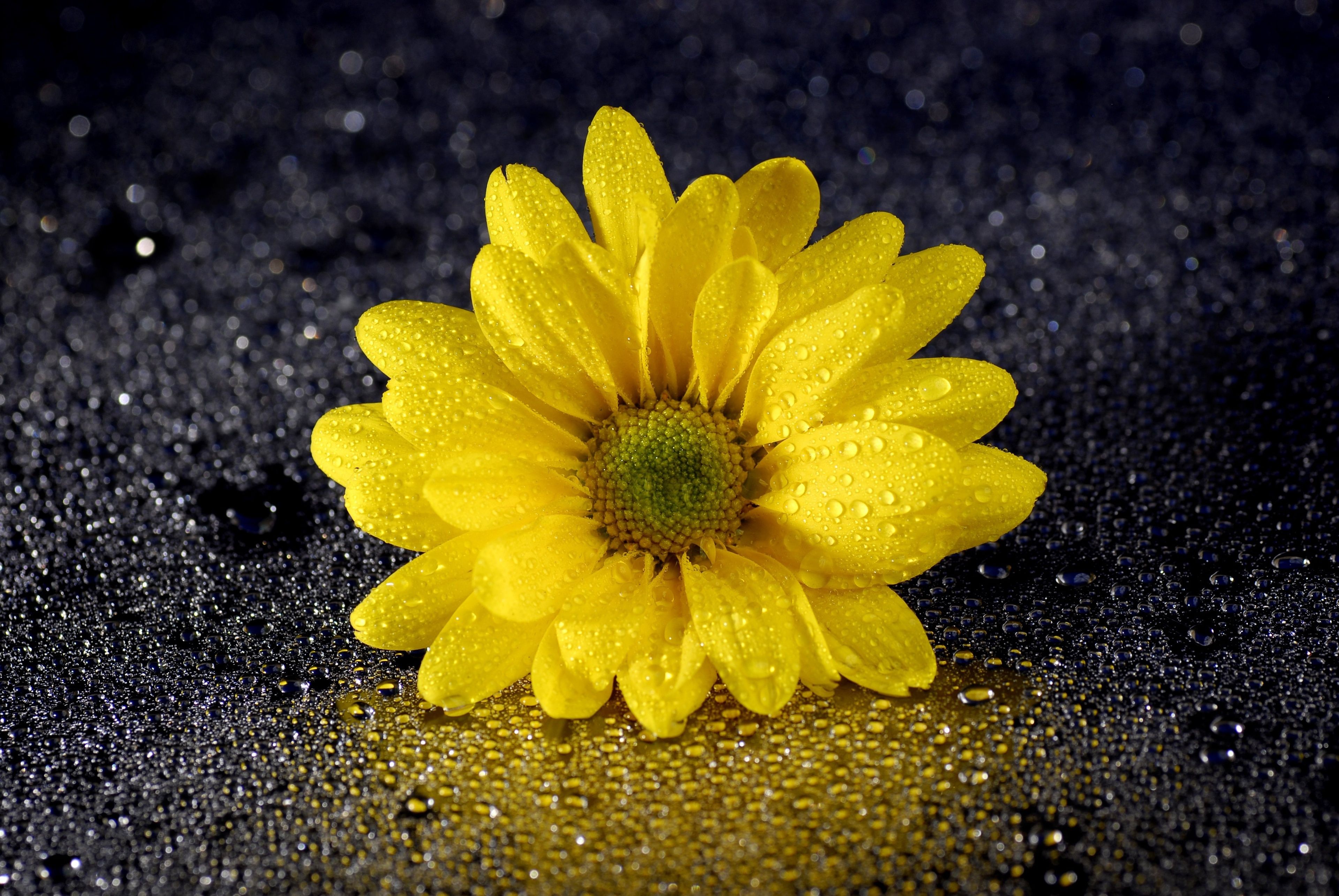 Yellow Daisy Flower Desktop Wallpapers