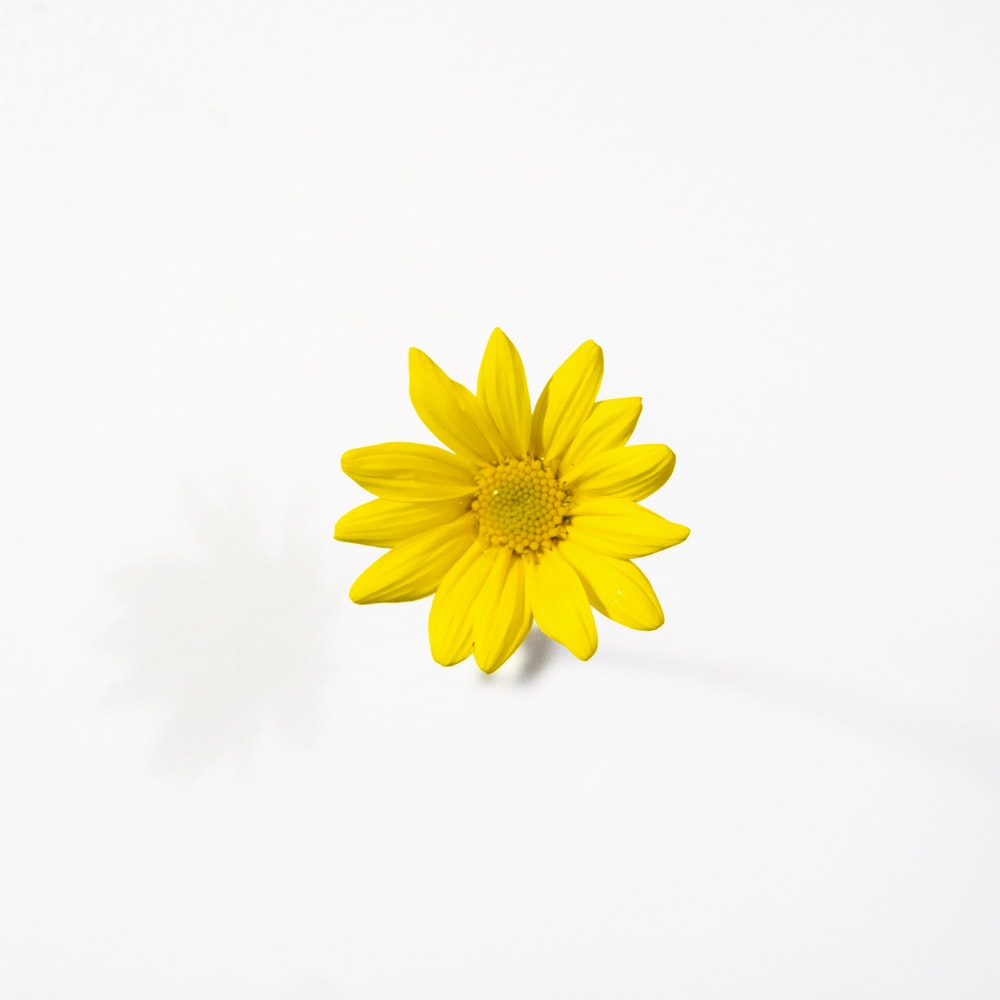 Yellow Daisy Flower Desktop Wallpapers