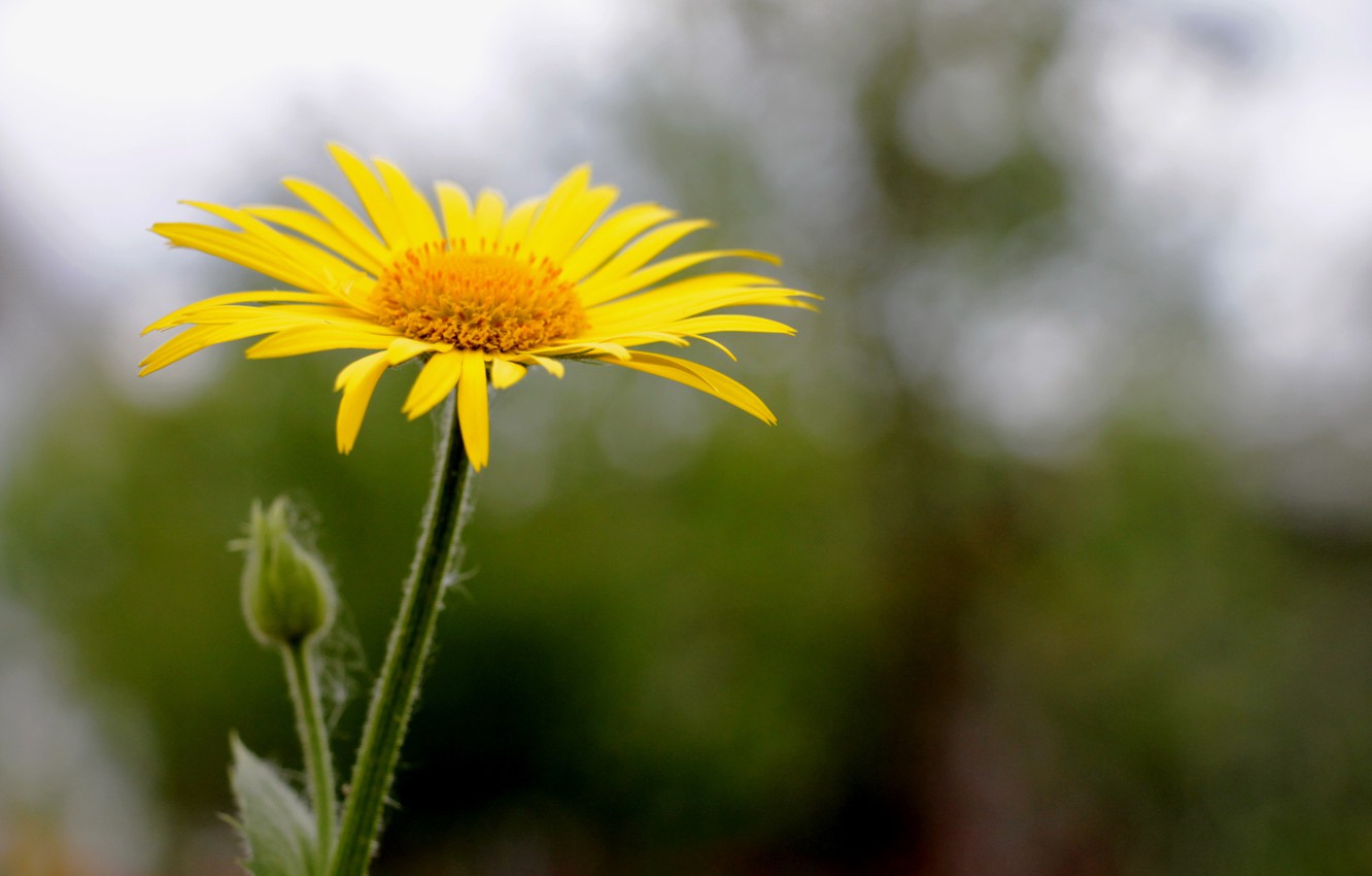 Yellow Daisy Flower Desktop Wallpapers