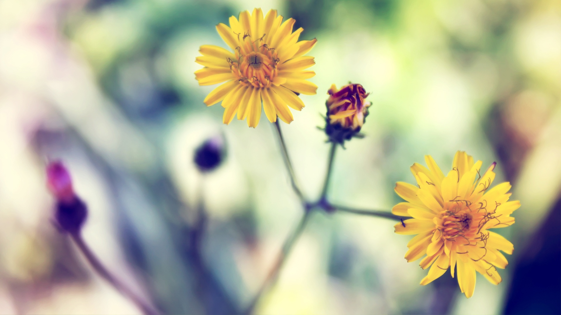 Yellow Daisy Flower Desktop Wallpapers