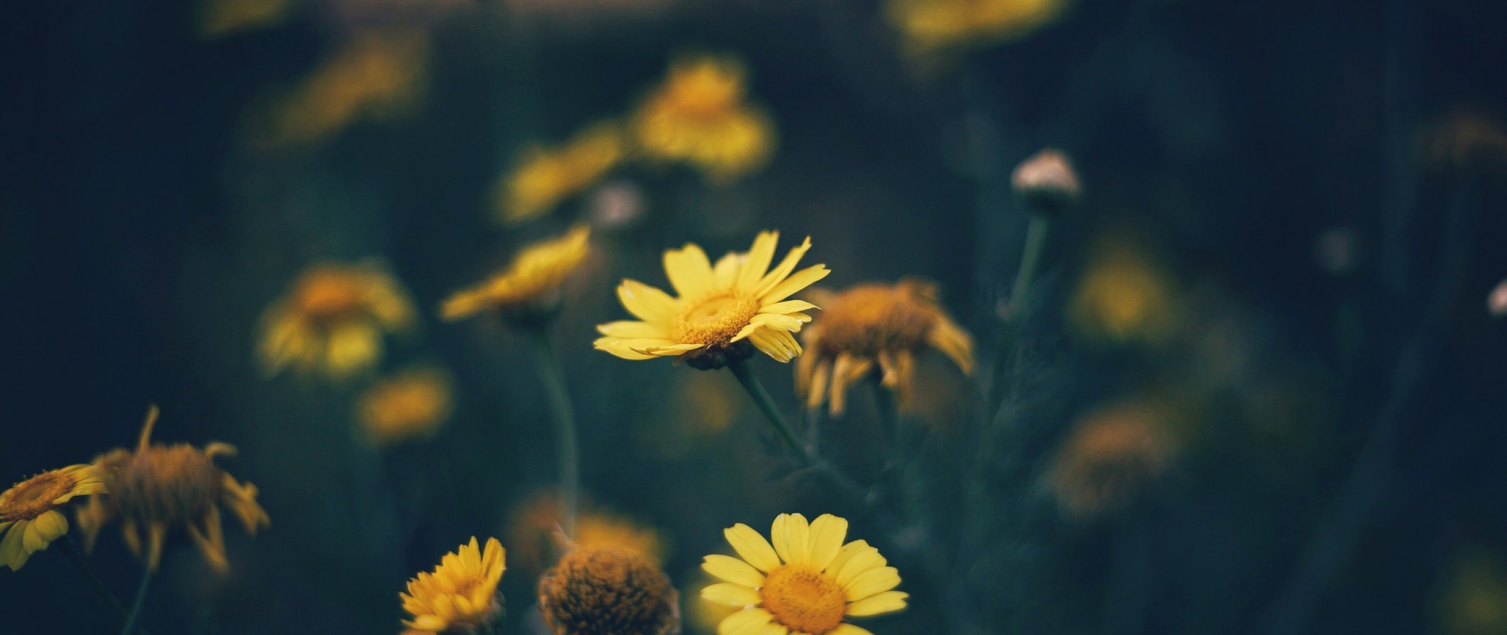 Yellow Daisy Flower Desktop Wallpapers