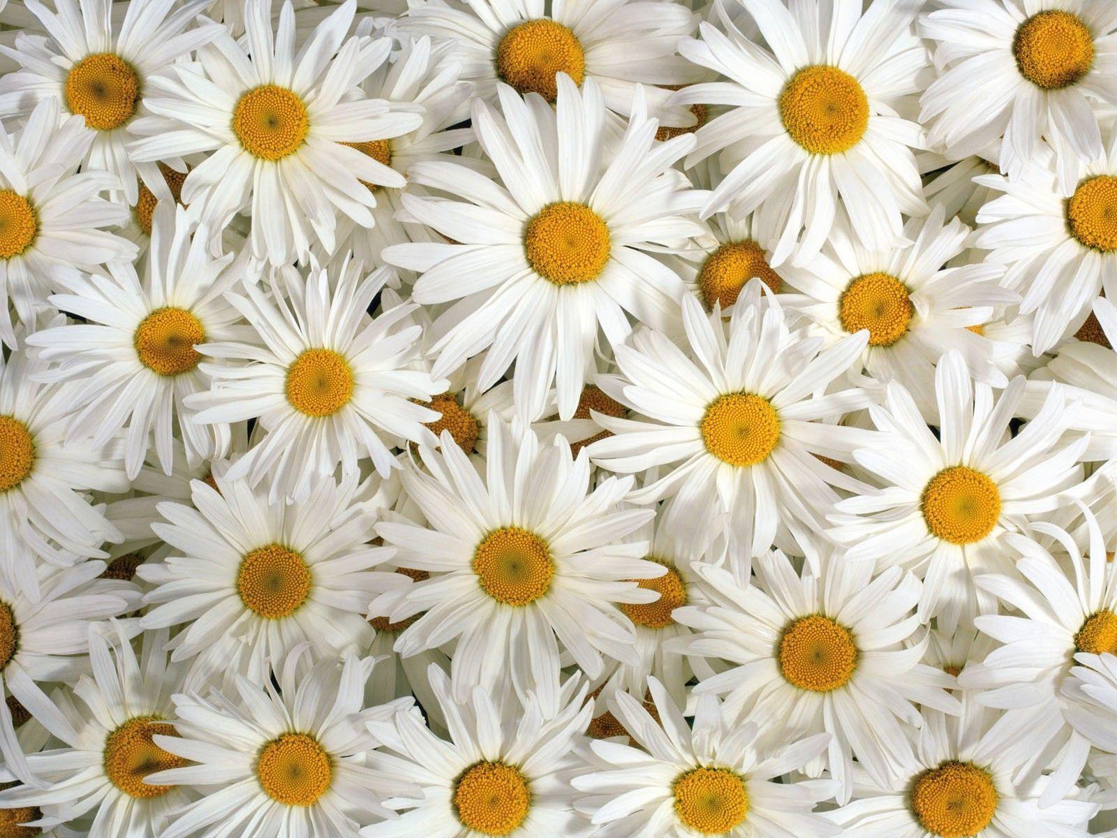 Yellow Daisy Flower Desktop Wallpapers