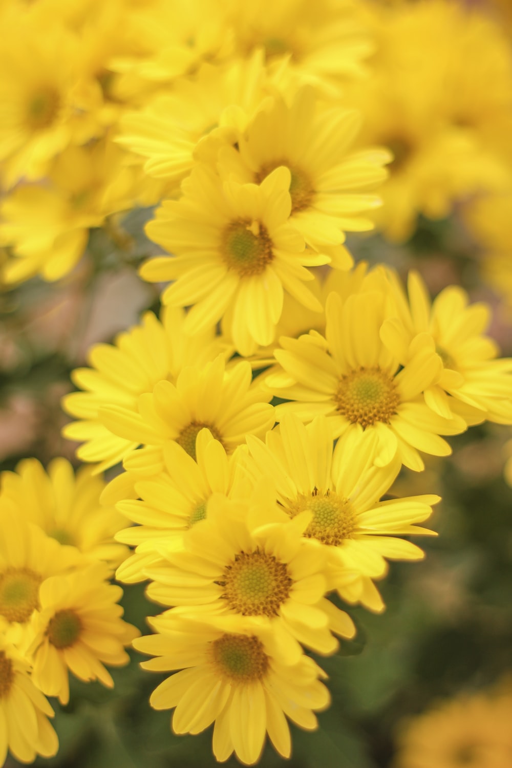 Yellow Daisy Flower Desktop Wallpapers