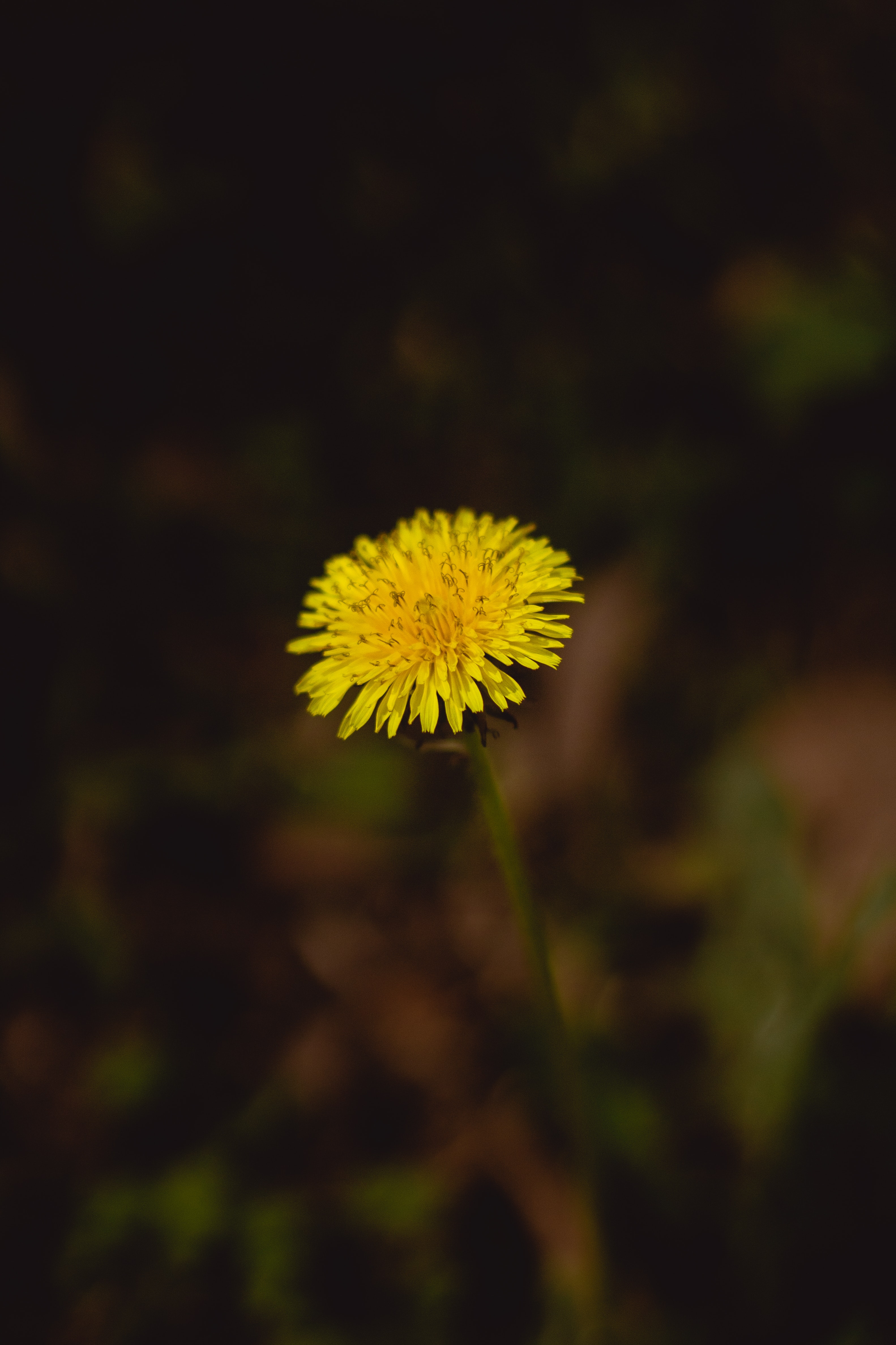 Yellow Dandelion Wallpapers