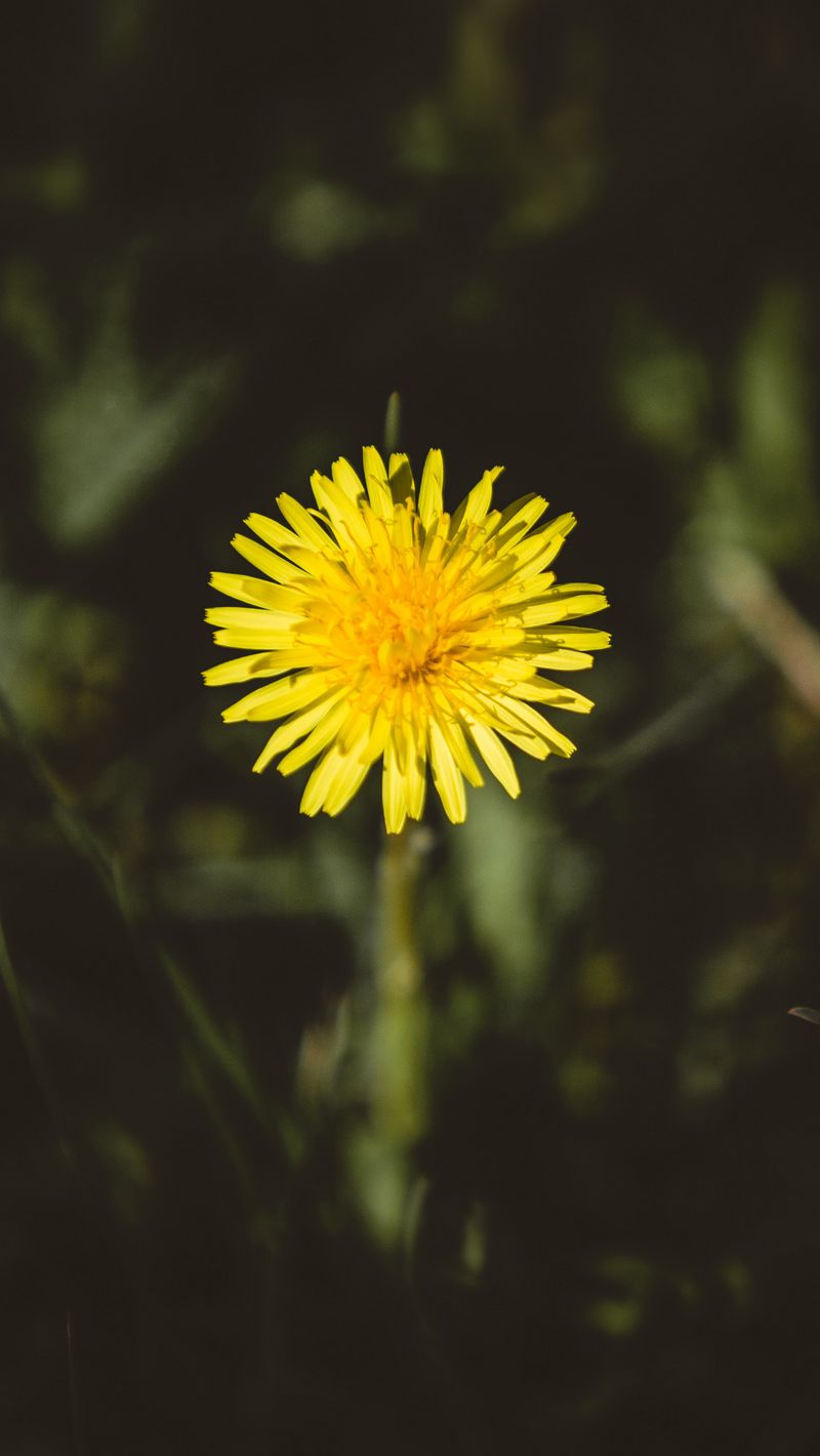 Yellow Dandelion Wallpapers