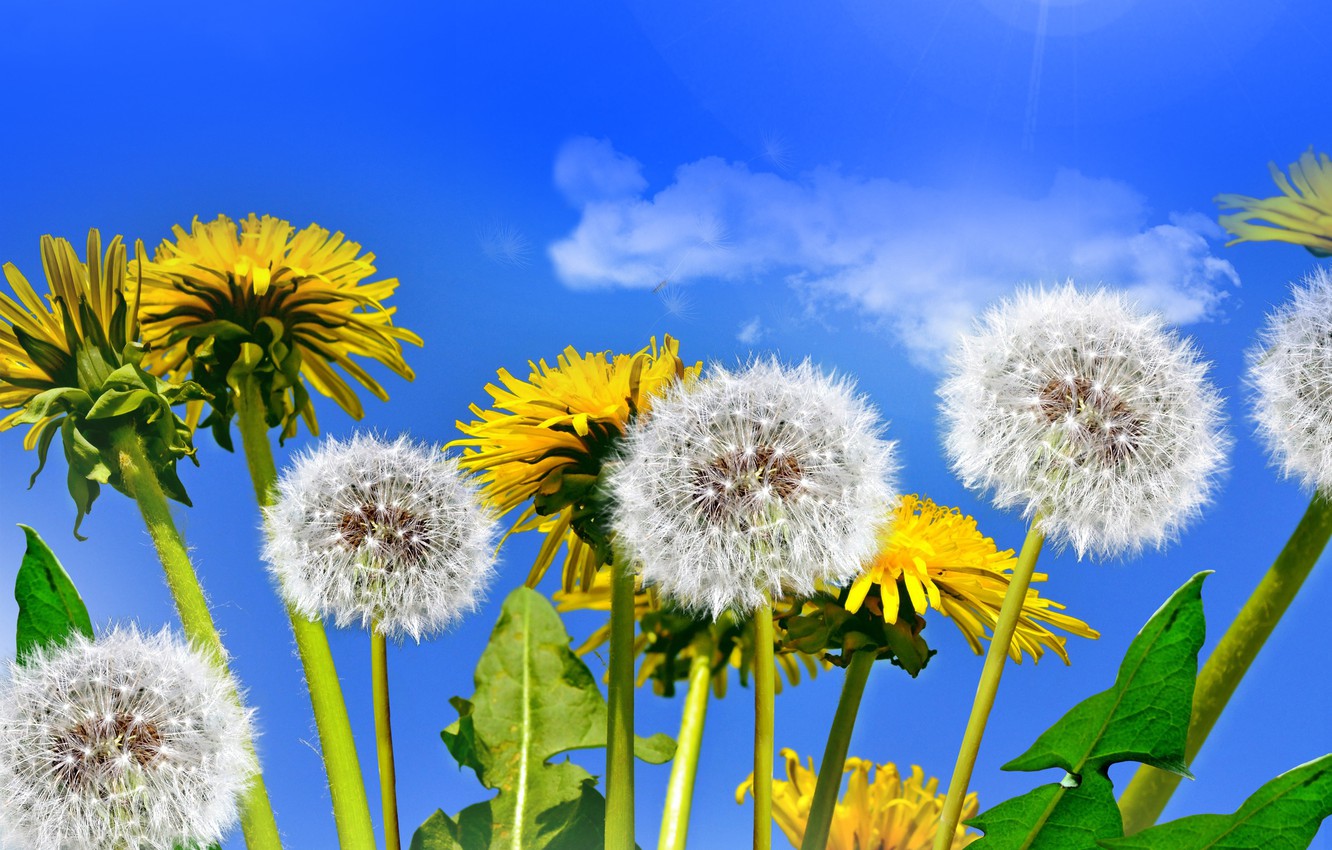 Yellow Dandelion Wallpapers