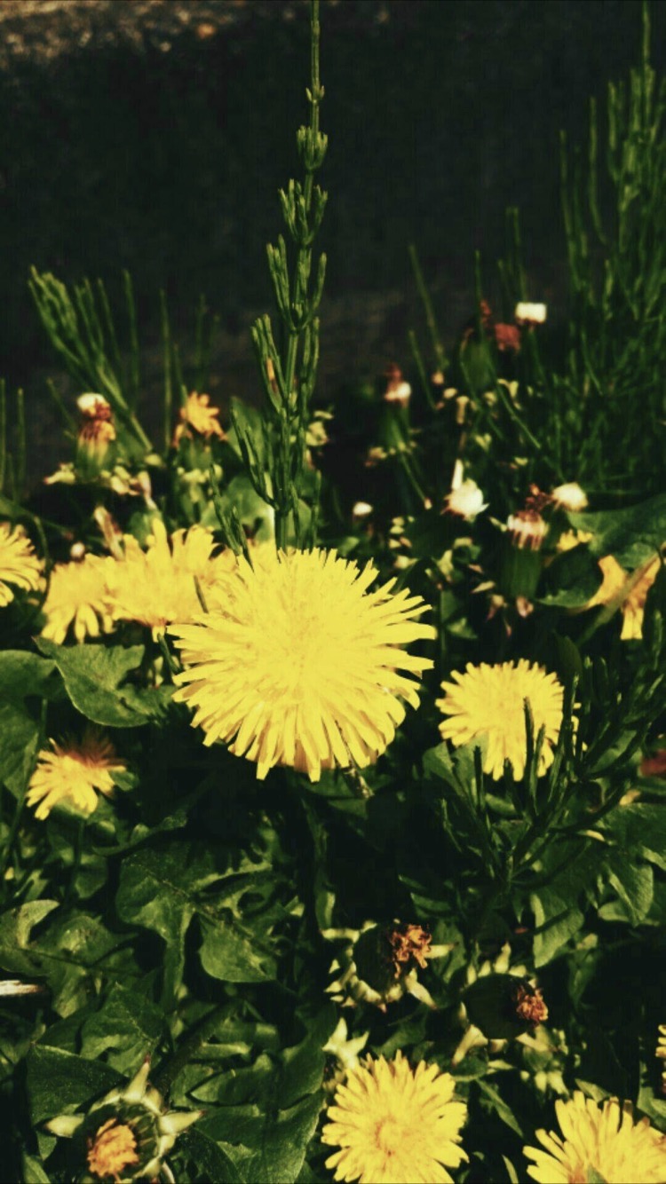 Yellow Dandelion Wallpapers