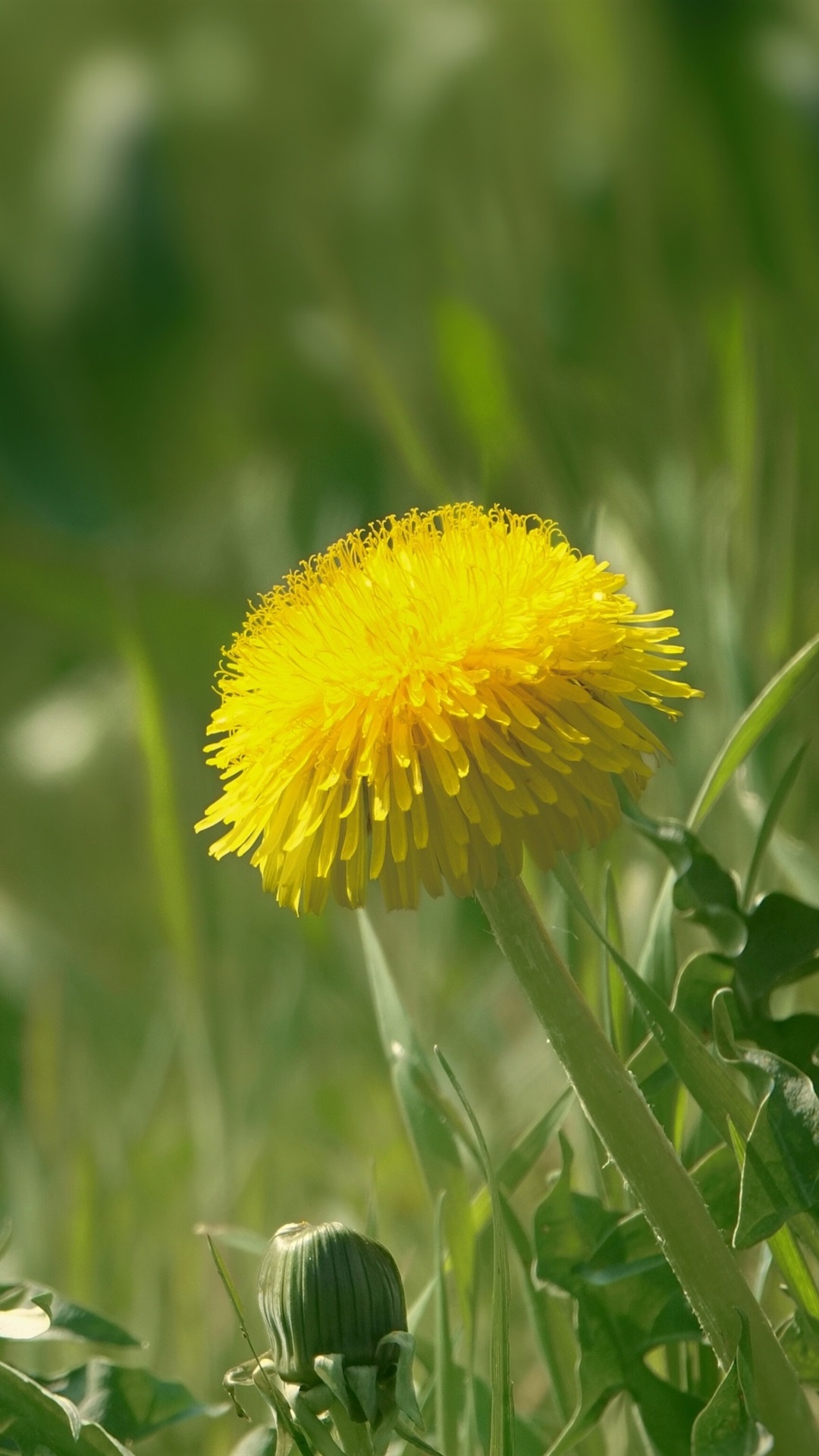 Yellow Dandelion Wallpapers