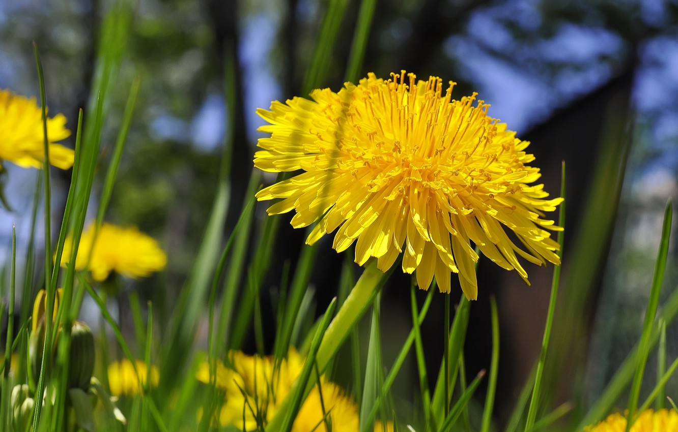 Yellow Dandelion Wallpapers