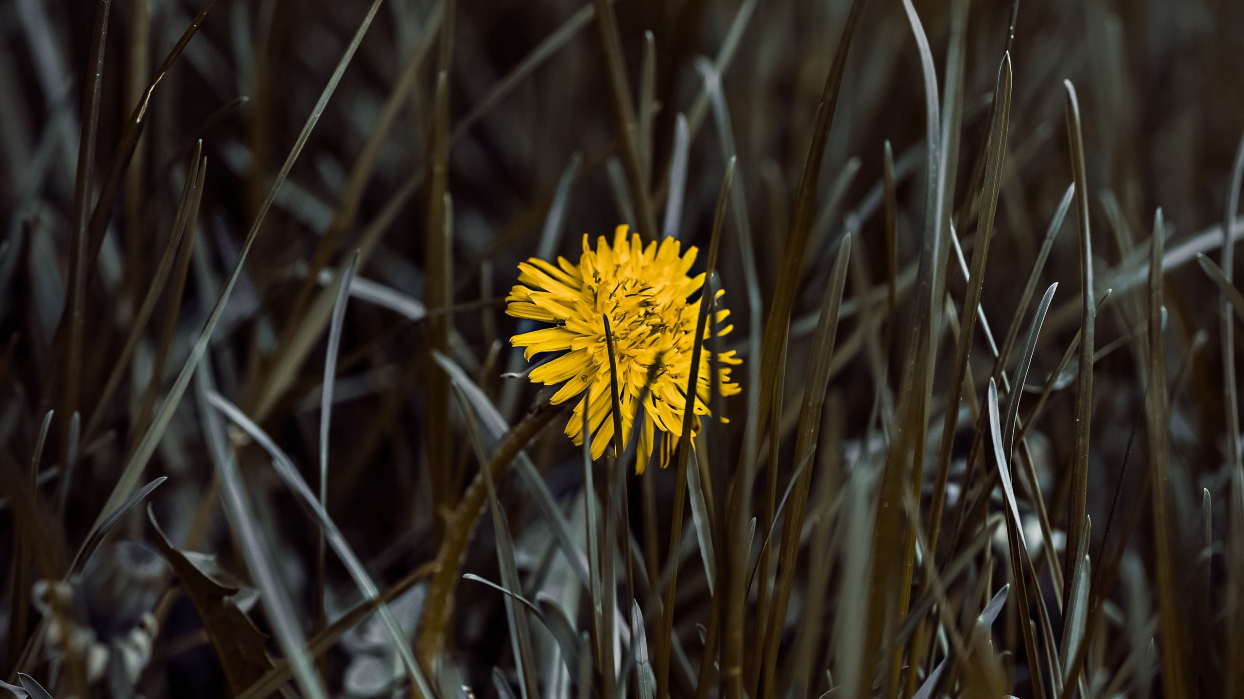 Yellow Dandelion Wallpapers