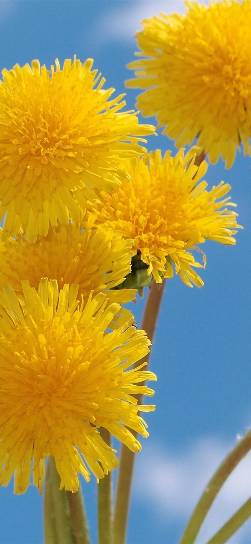 Yellow Dandelion Wallpapers