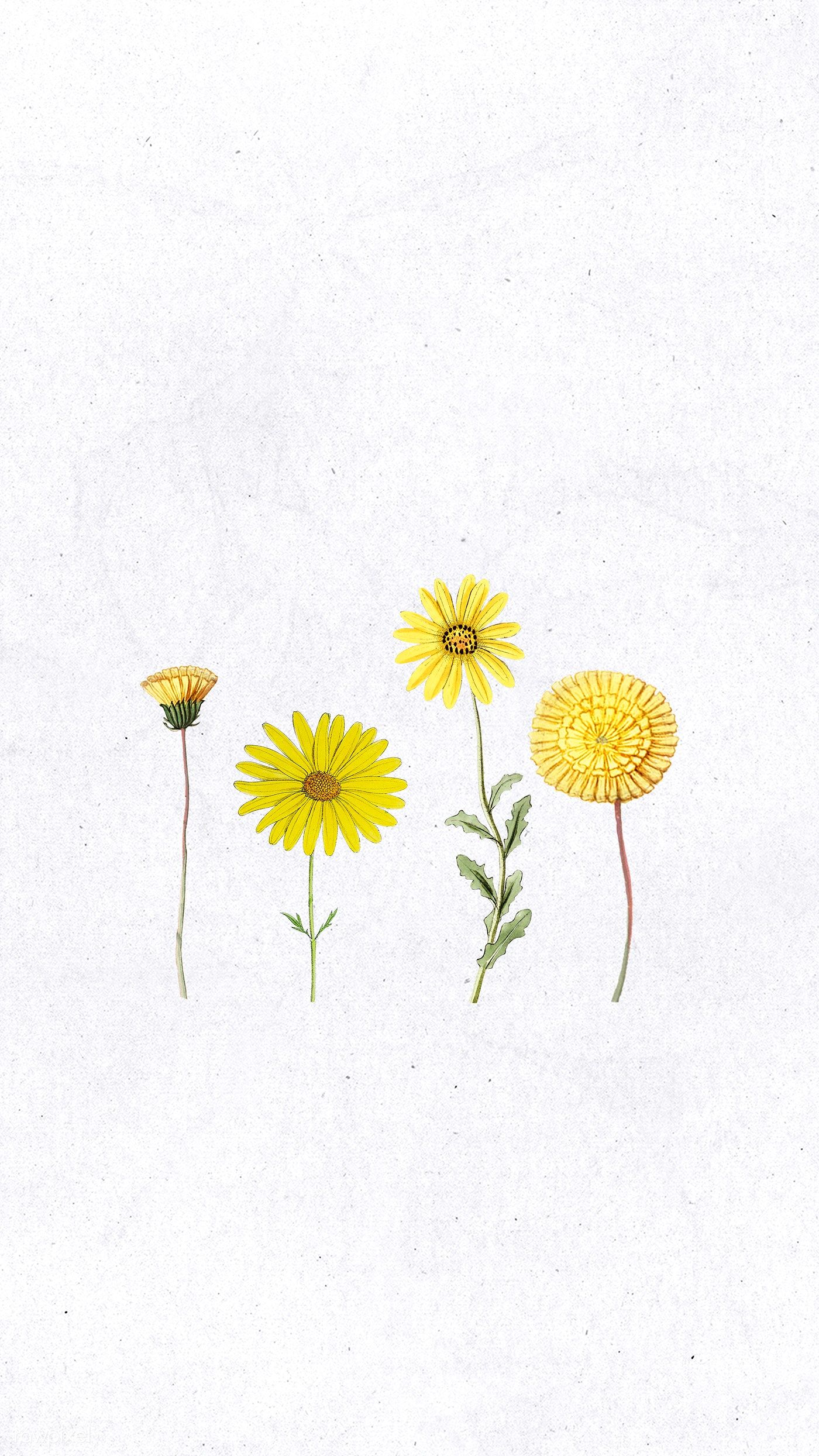 Yellow Dandelion Wallpapers