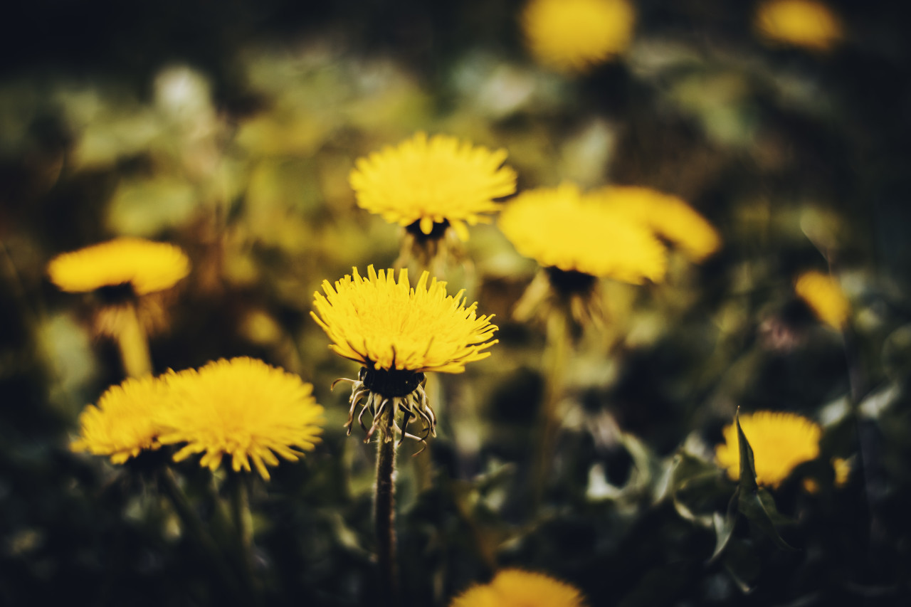 Yellow Dandelion Wallpapers