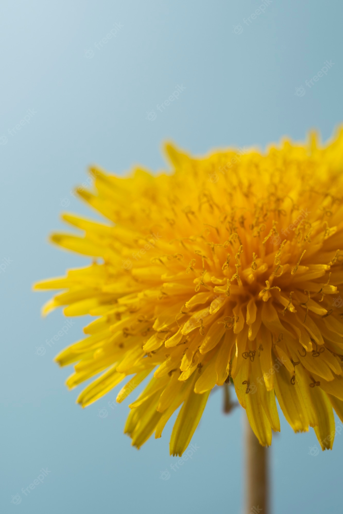 Yellow Dandelion Wallpapers