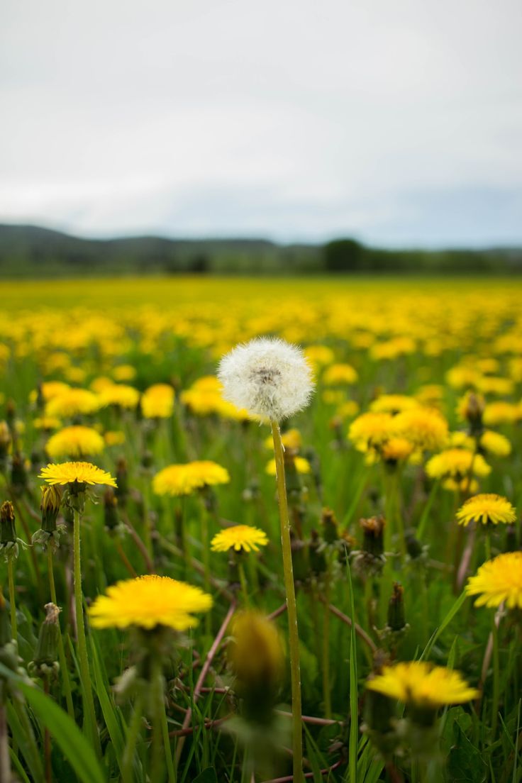 Yellow Dandelion Wallpapers