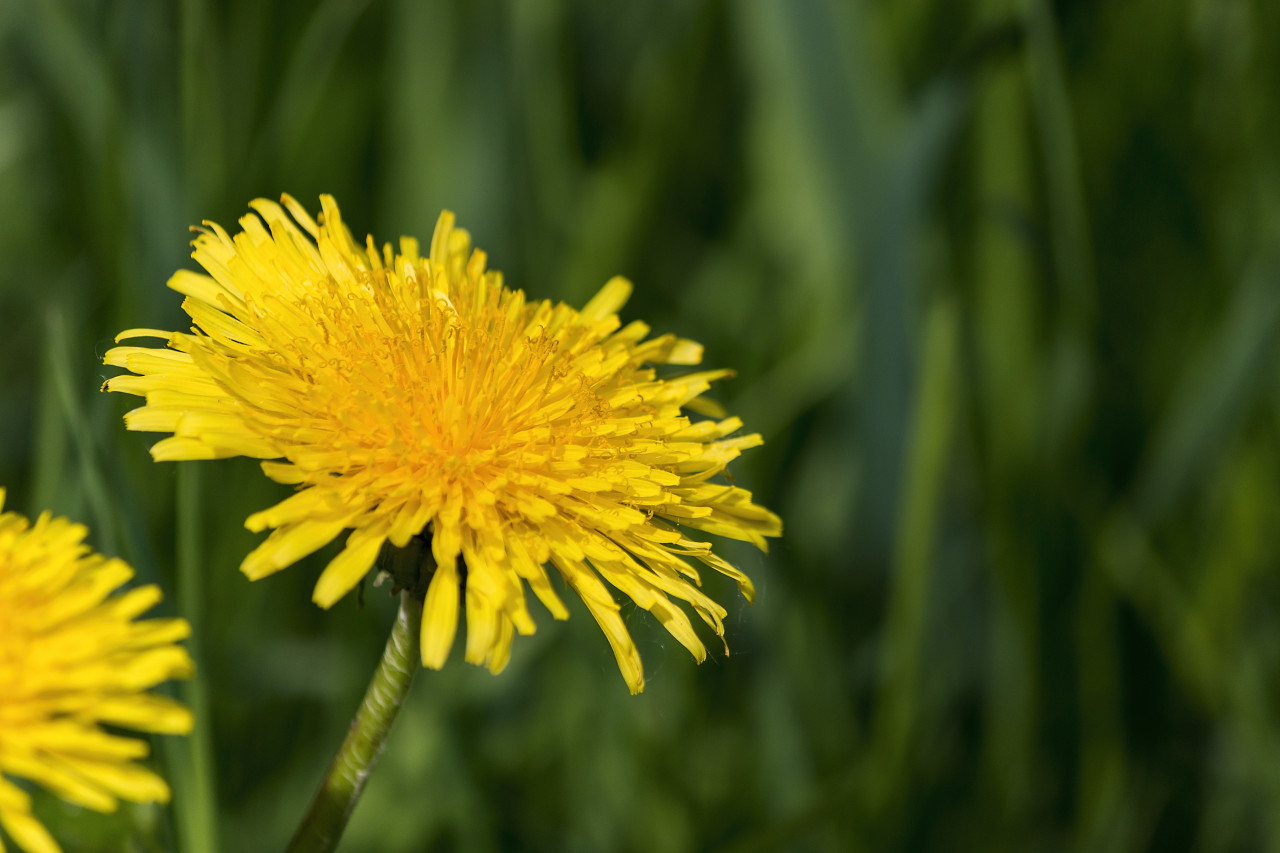 Yellow Dandelion Wallpapers