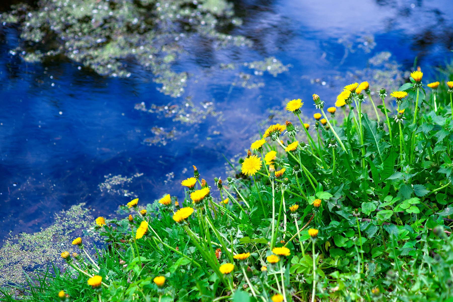 Yellow Dandelion Wallpapers