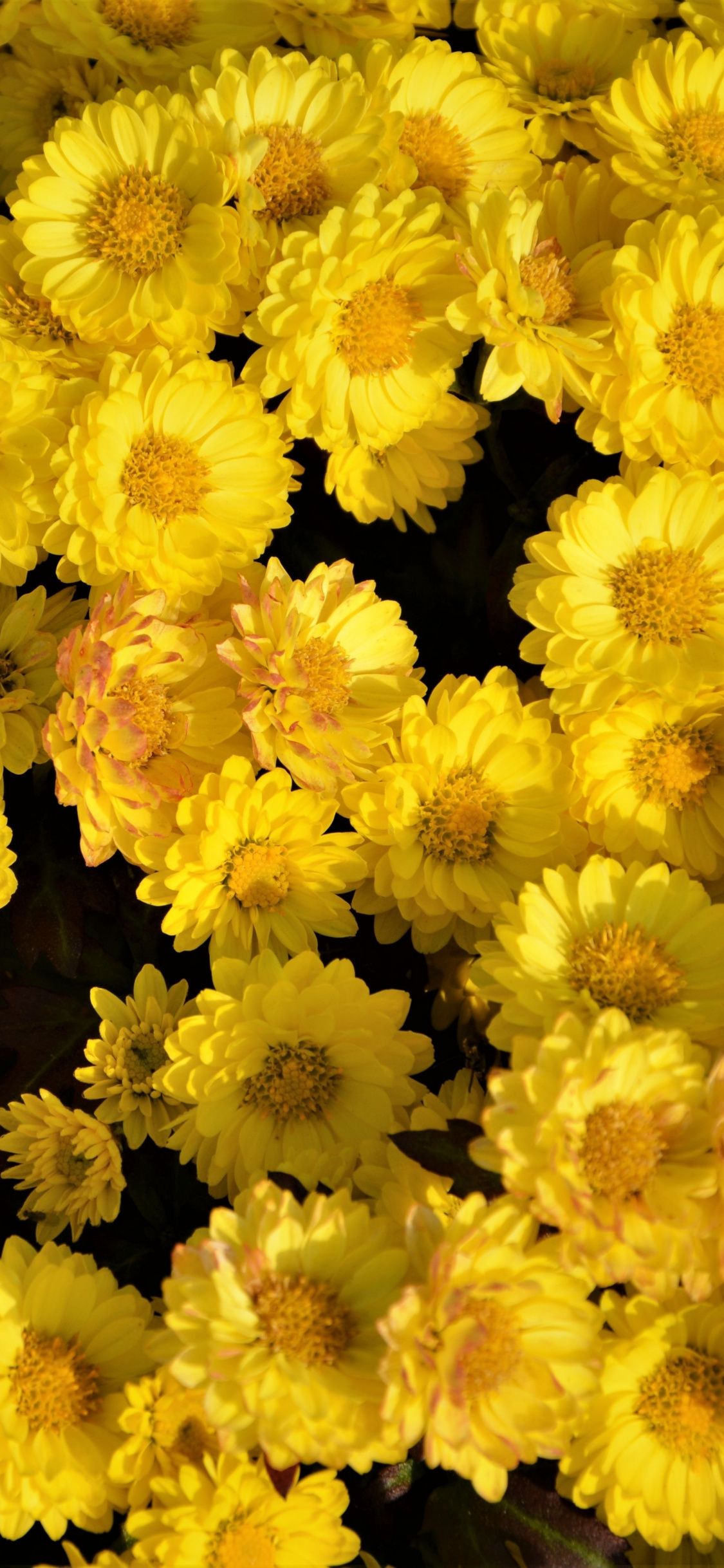 Yellow Floral Iphone Wallpapers