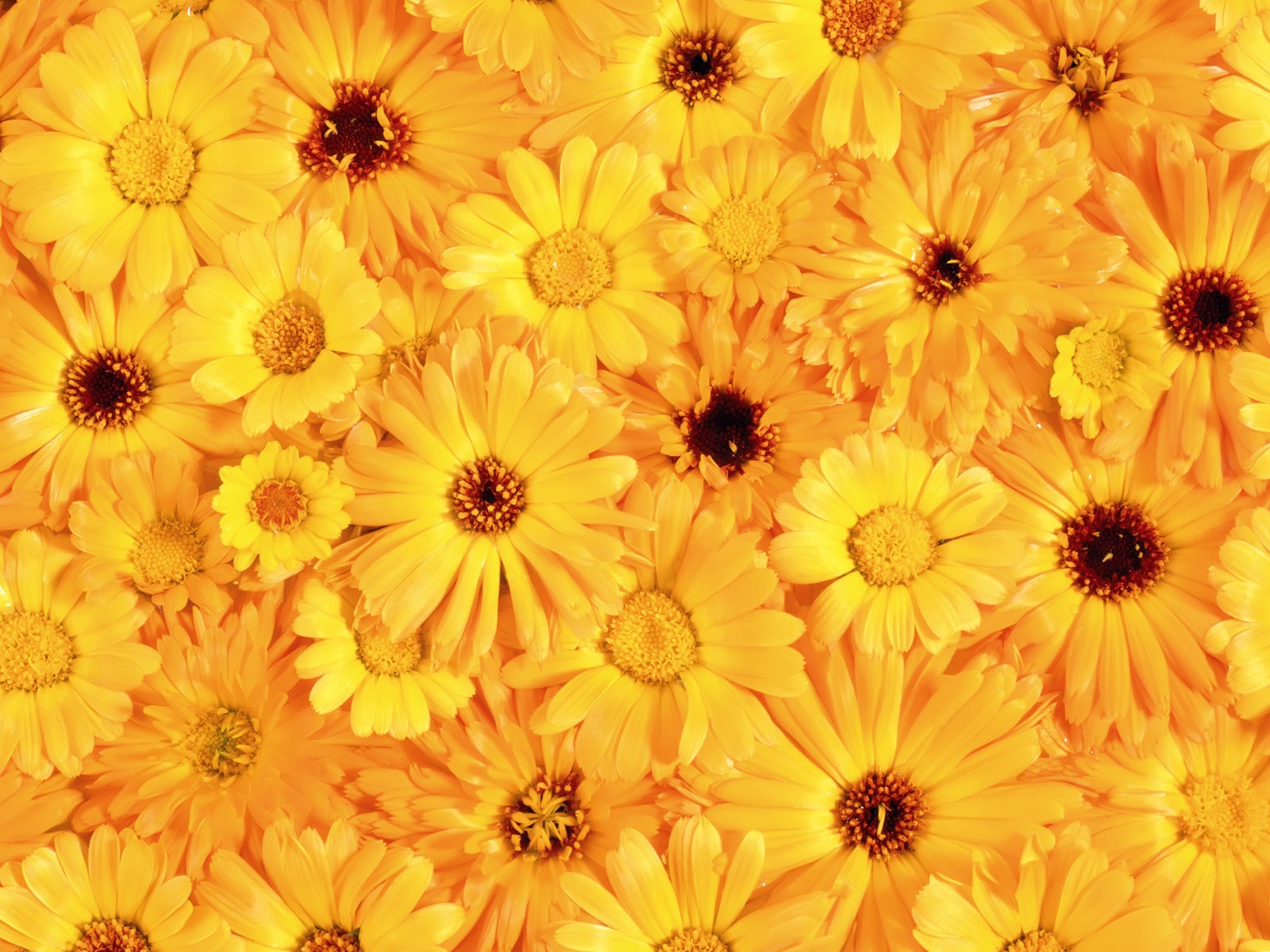 Yellow Flower Wallpapers