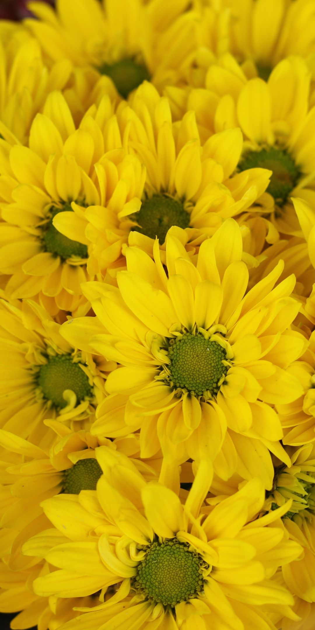 Yellow Flower Wallpapers