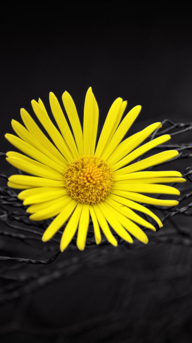 Yellow Flower Wallpapers