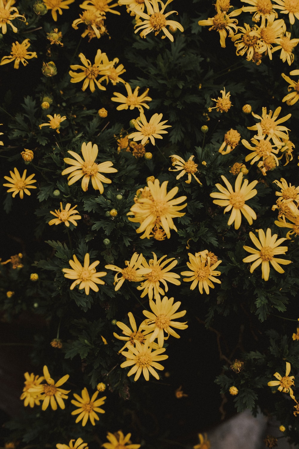 Yellow Flower Aesthetic Wallpapers