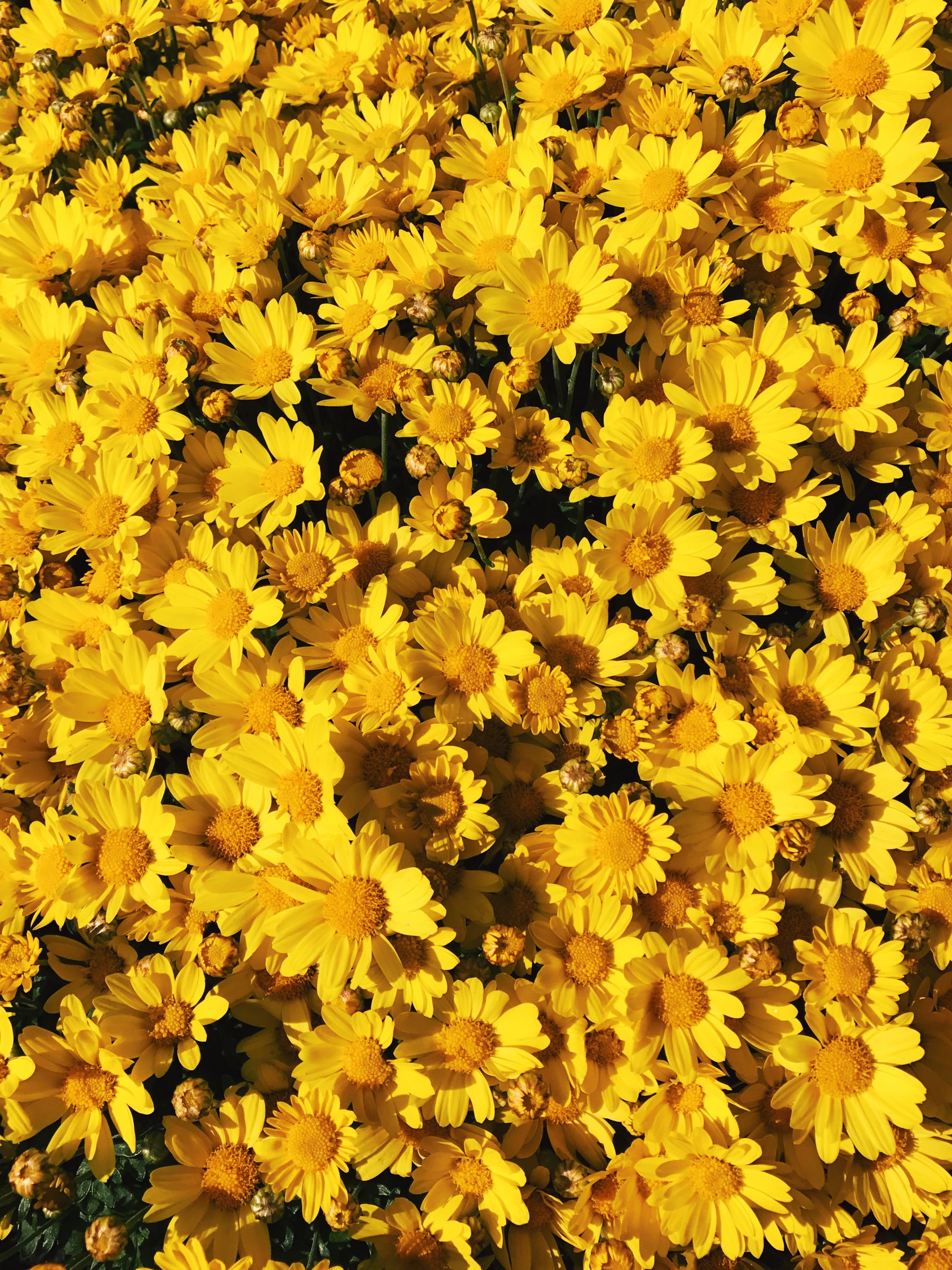 Yellow Flower Aesthetic Wallpapers