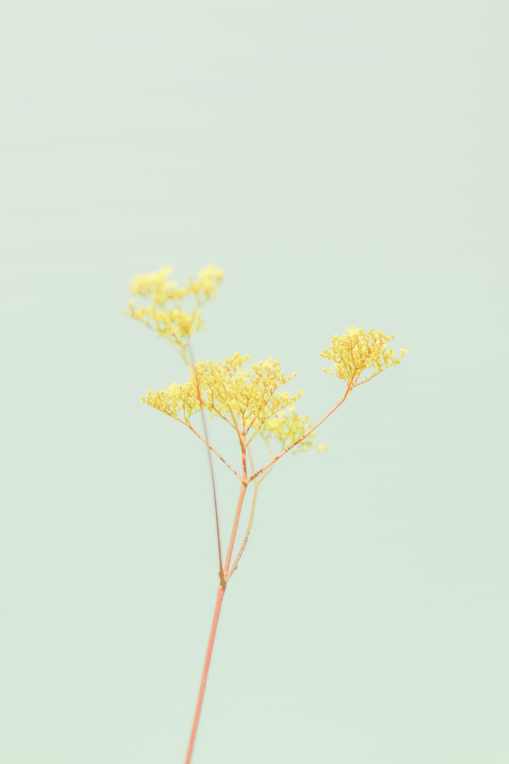 Yellow Flower Aesthetic Wallpapers