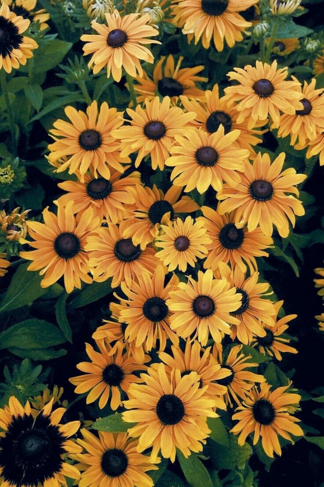 Yellow Flower Aesthetic Wallpapers