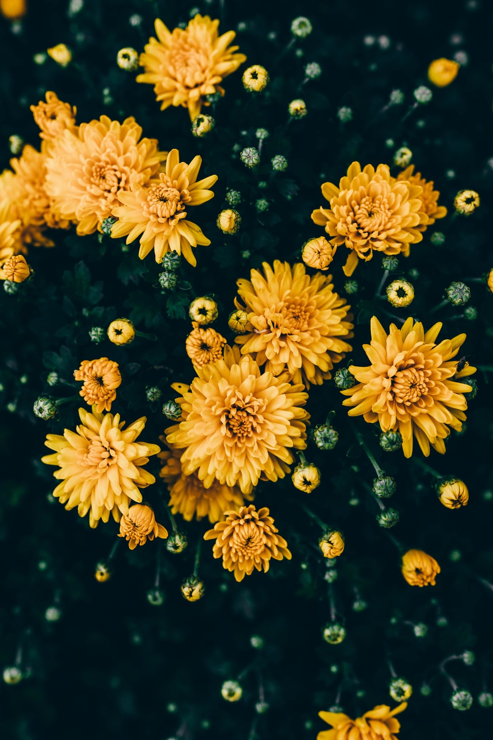 Yellow Flower Aesthetic Wallpapers