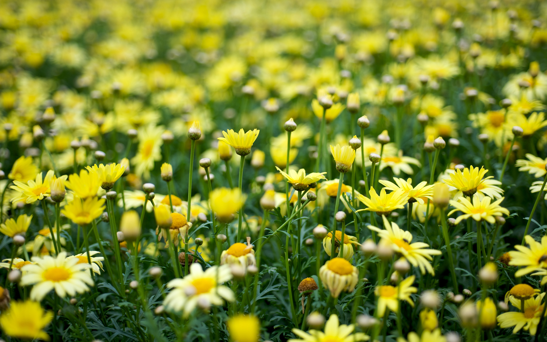 Yellow Flower Aesthetic Wallpapers