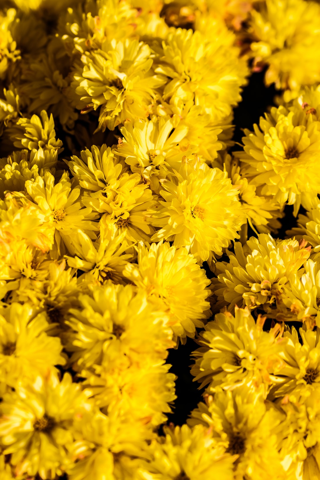 Yellow Flower Aesthetic Wallpapers