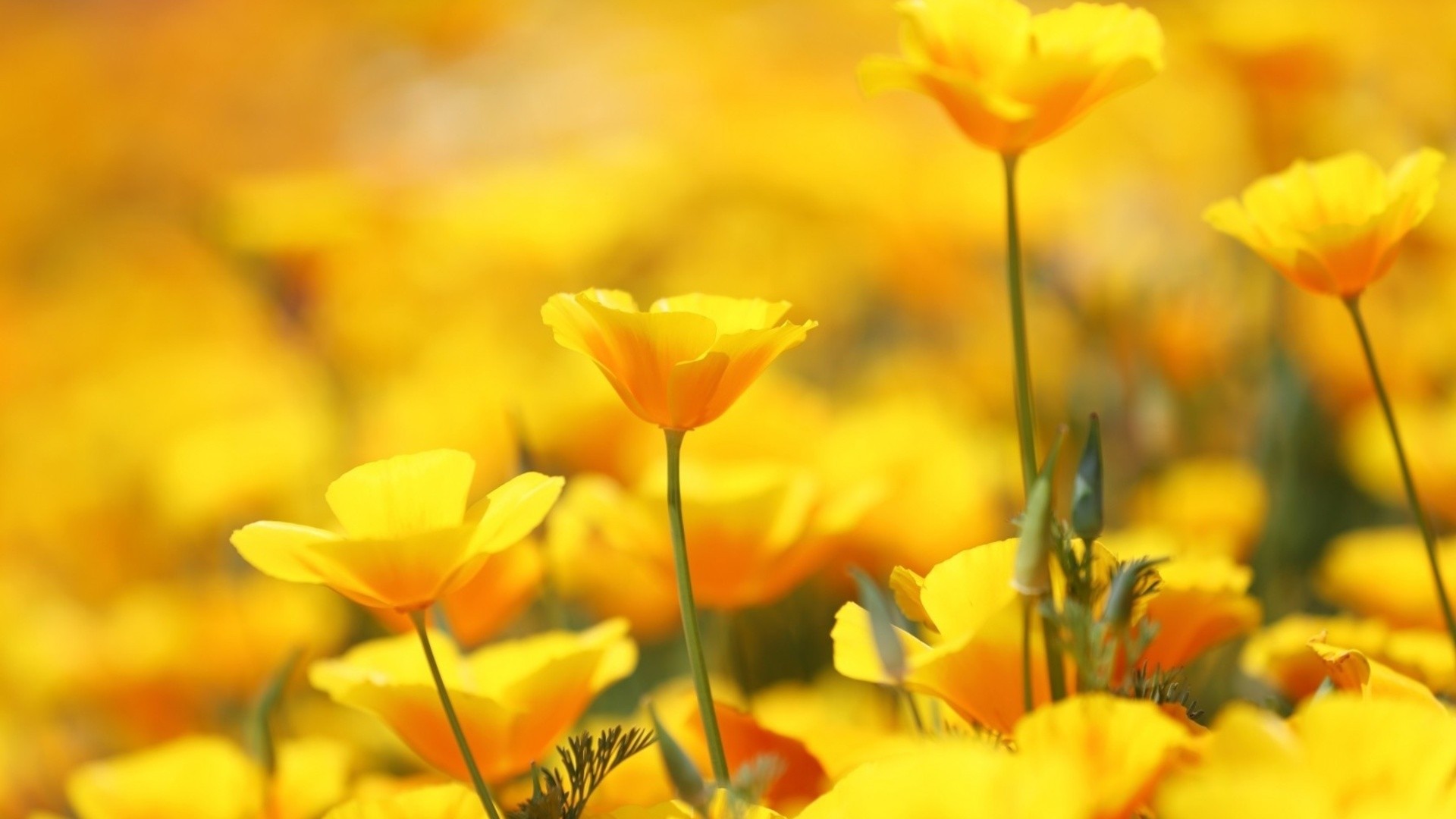 Yellow Flower Desktop Wallpapers