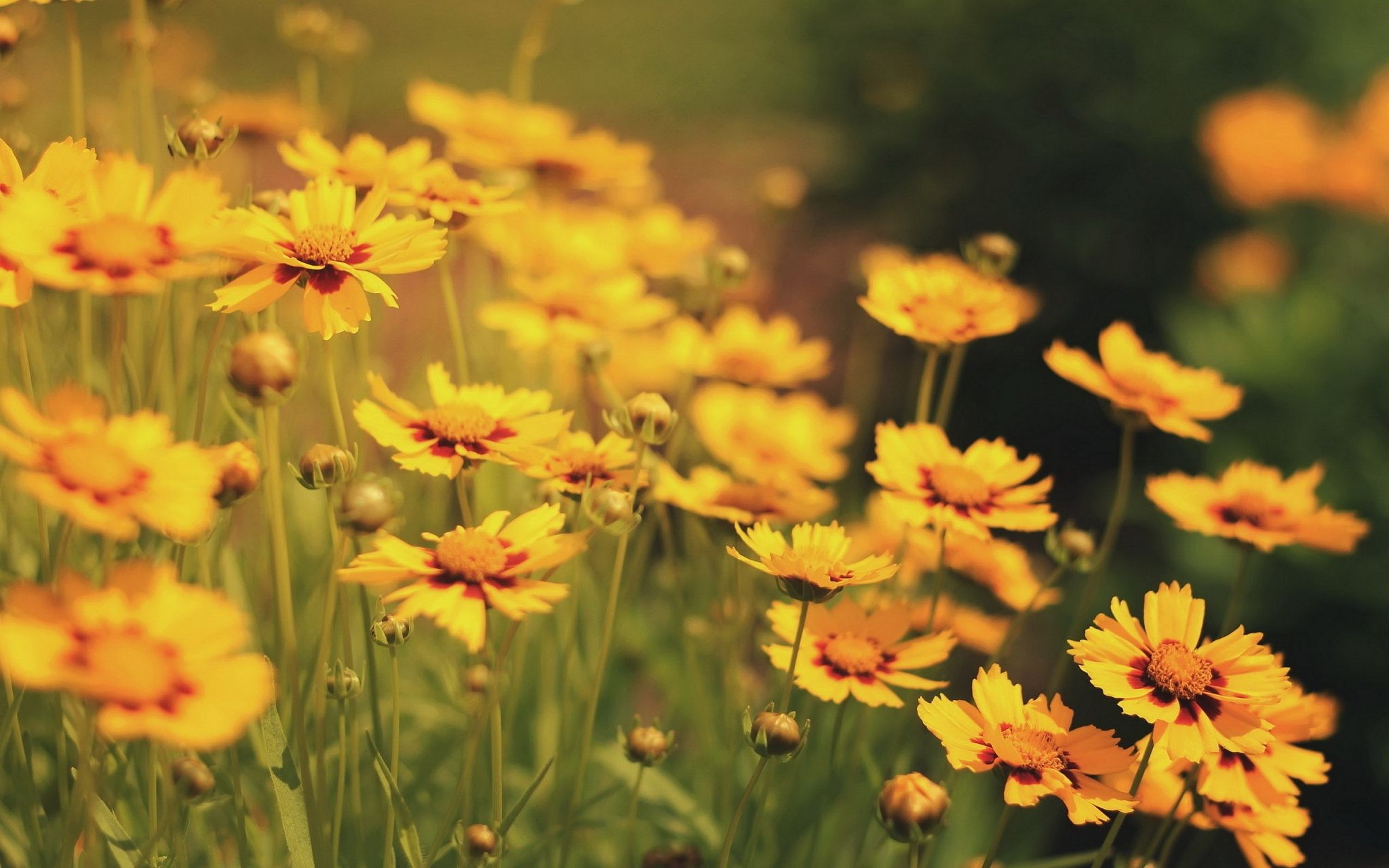 Yellow Flower Desktop Wallpapers