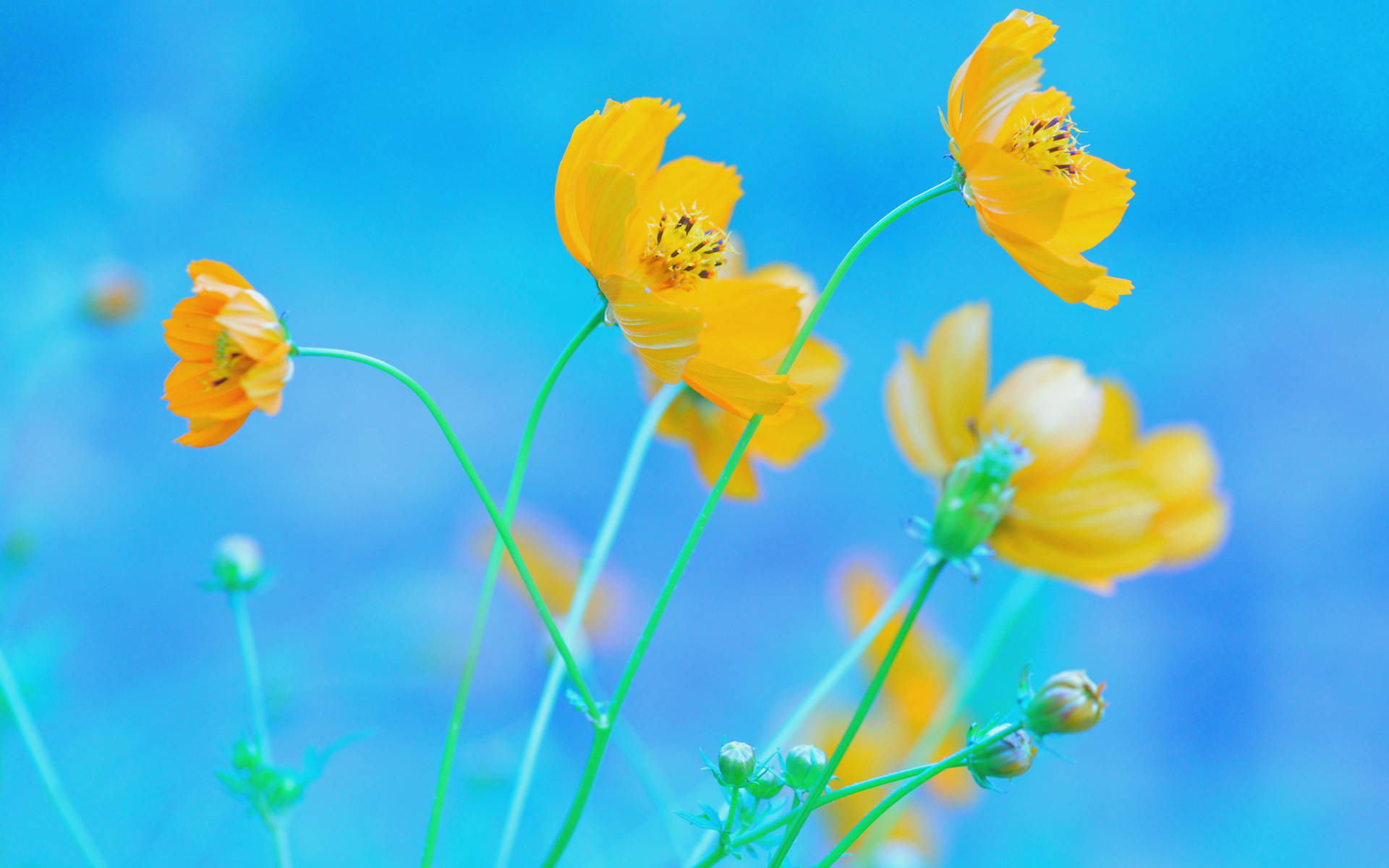 Yellow Flower Desktop Wallpapers