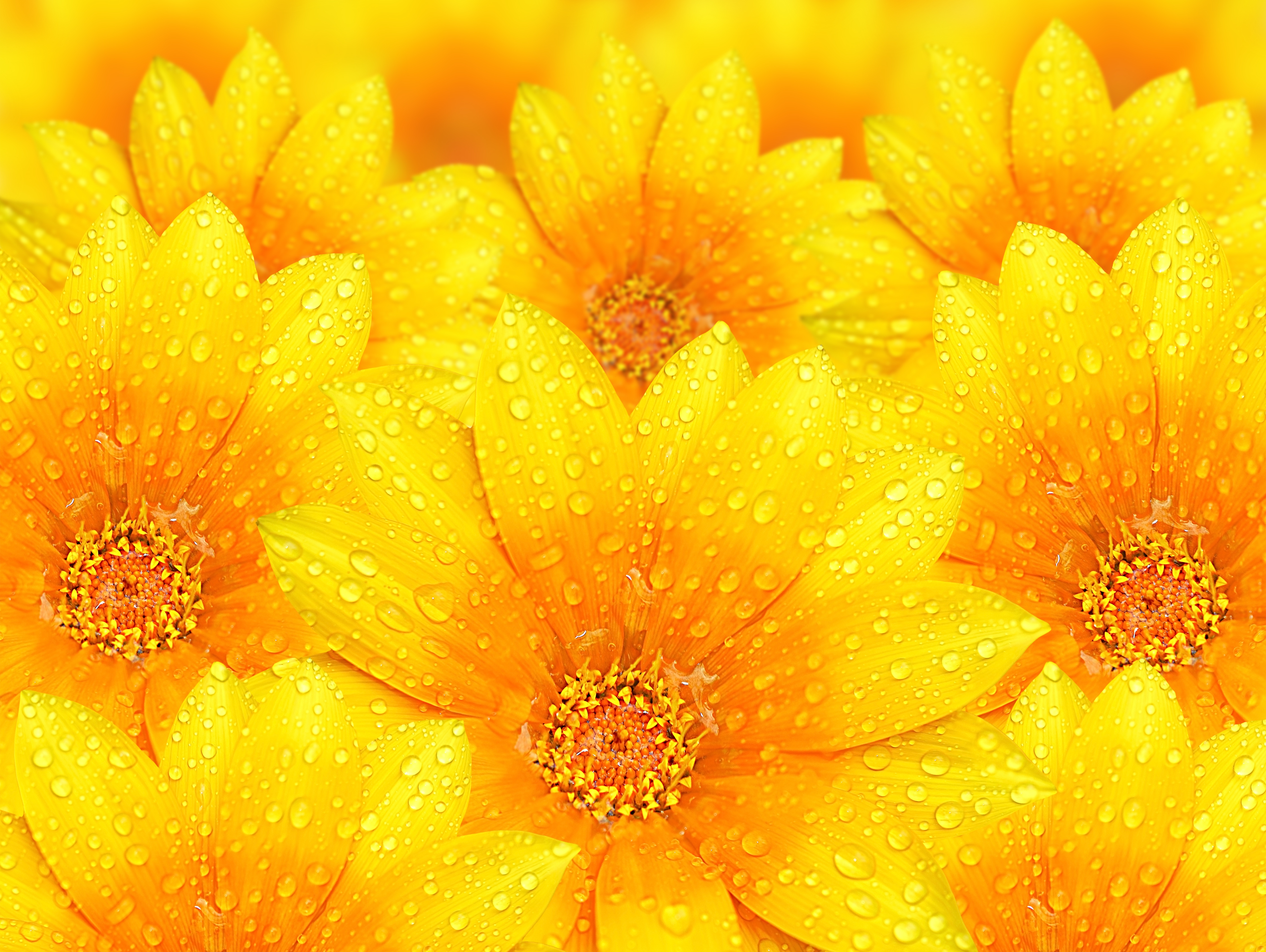Yellow Flower Desktop Wallpapers