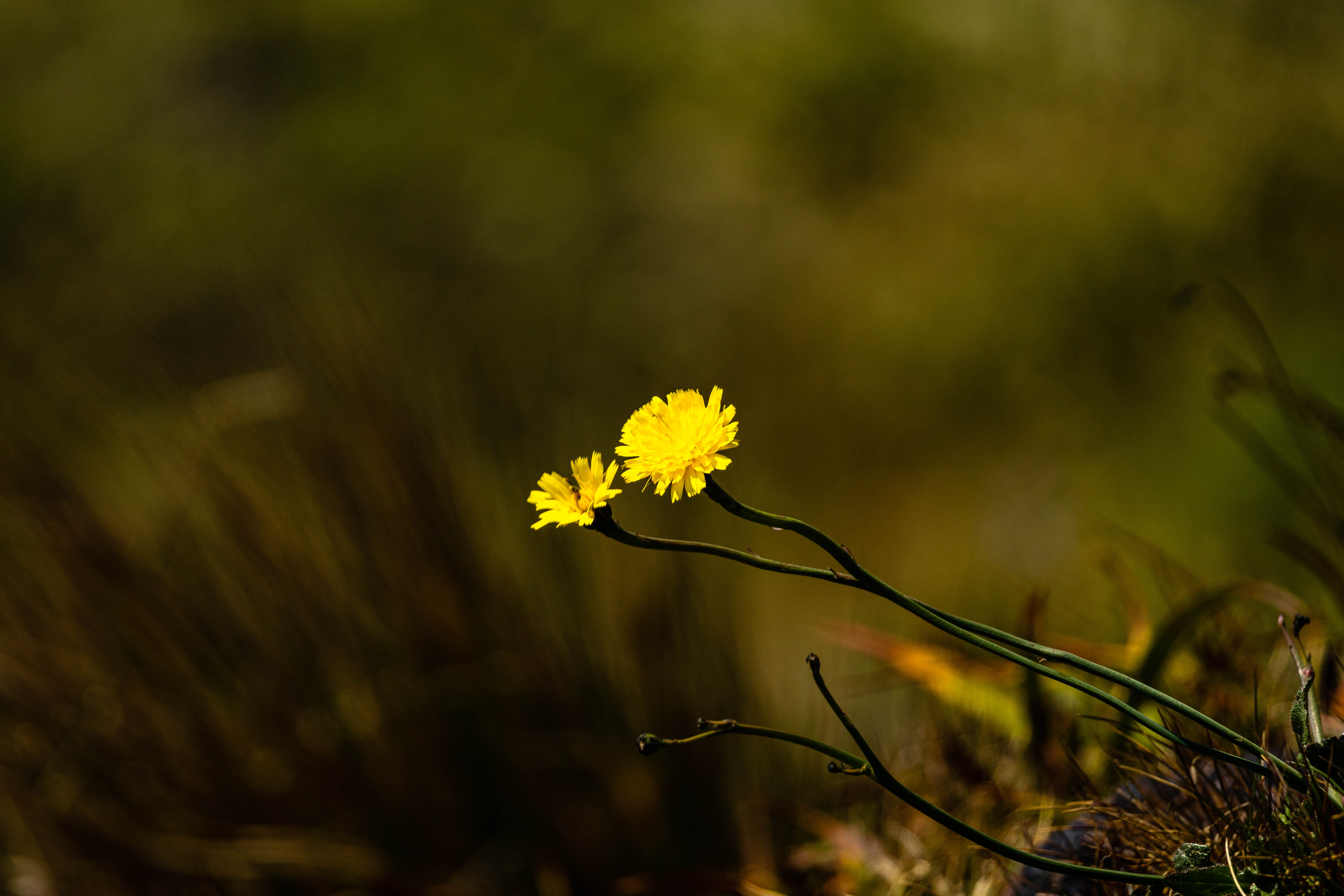 Yellow Flower Desktop Wallpapers