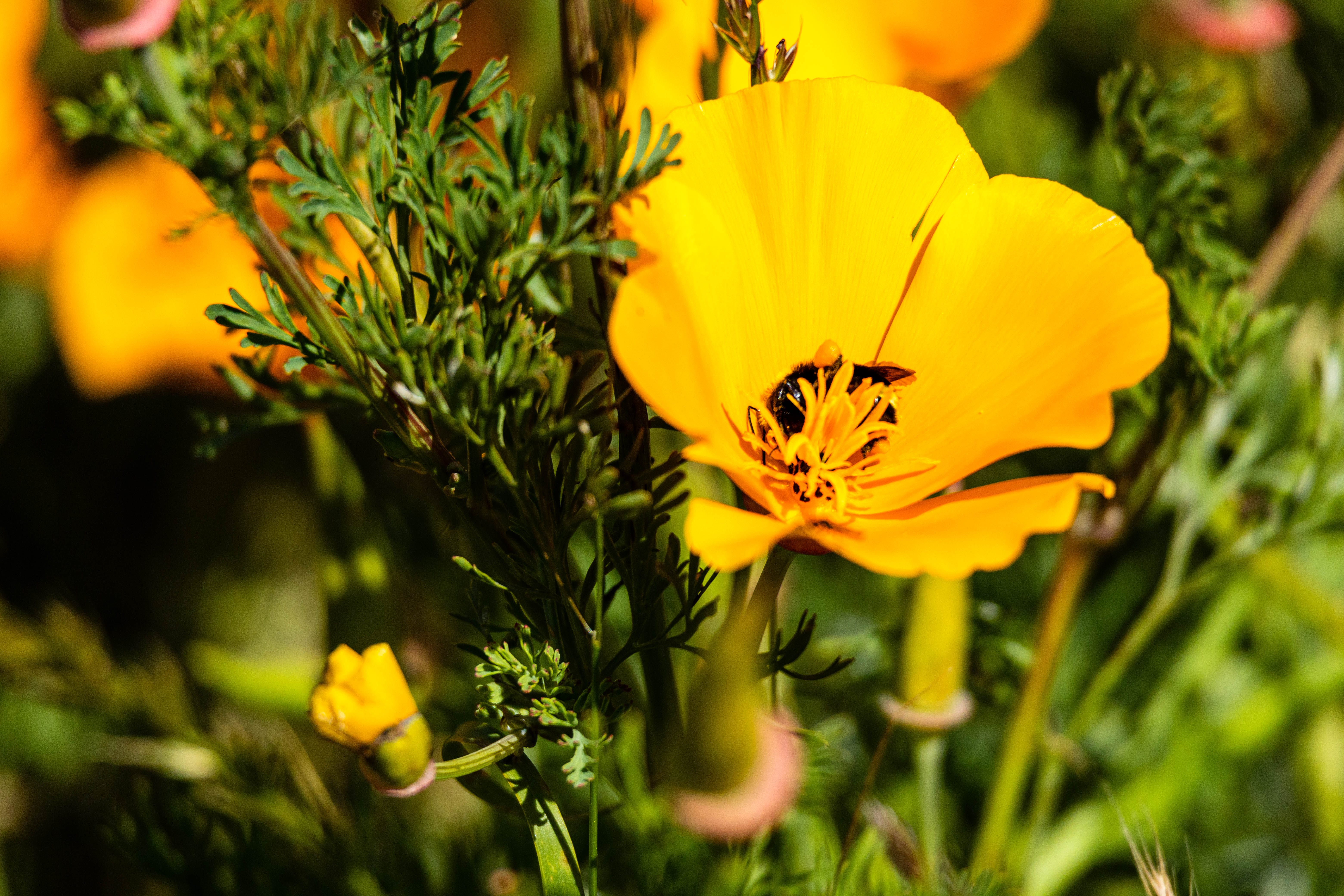 Yellow Flower Desktop Wallpapers