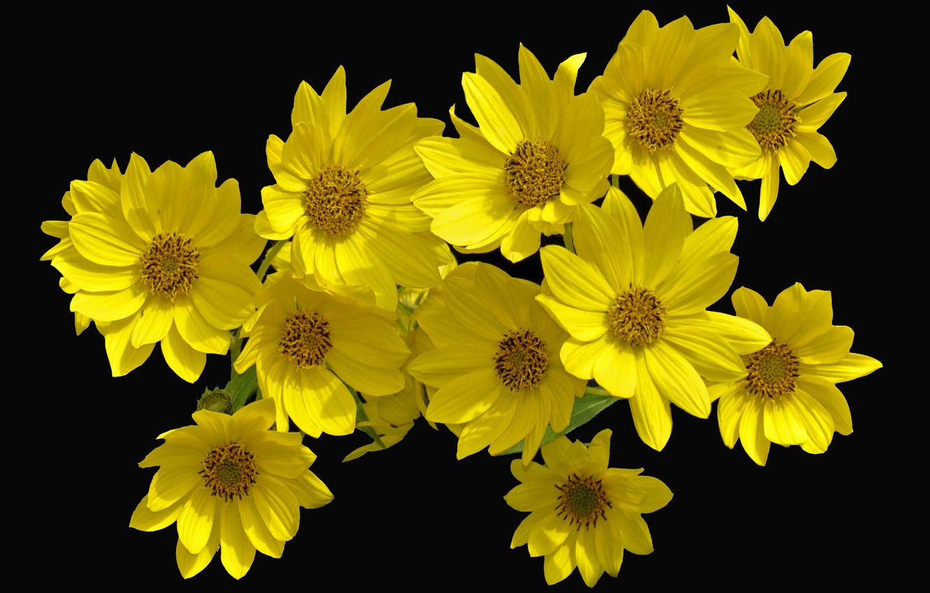 Yellow Flower Desktop Wallpapers