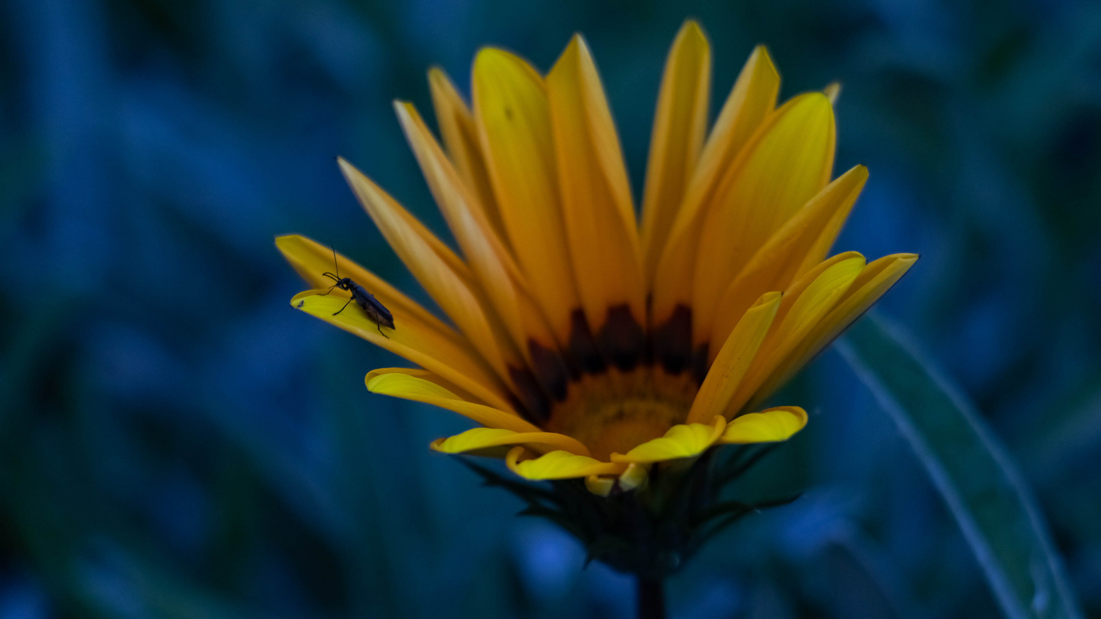 Yellow Flower Desktop Wallpapers